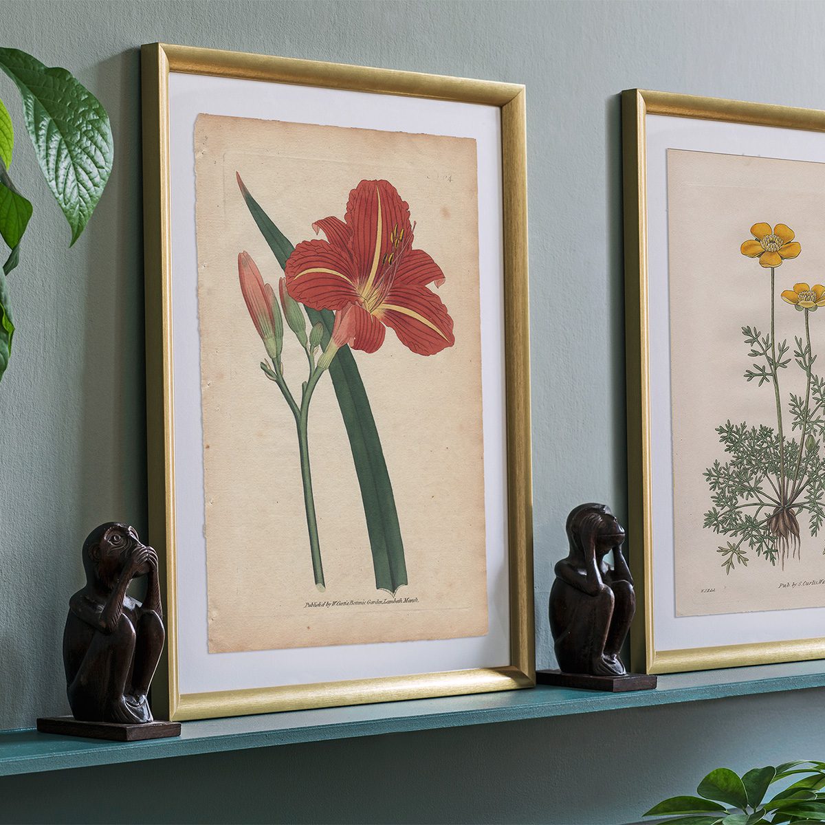 Original antique hand-colored engraving botanical print from Curtis’s Botanical Magazine; or Flower-Garden Displayed.