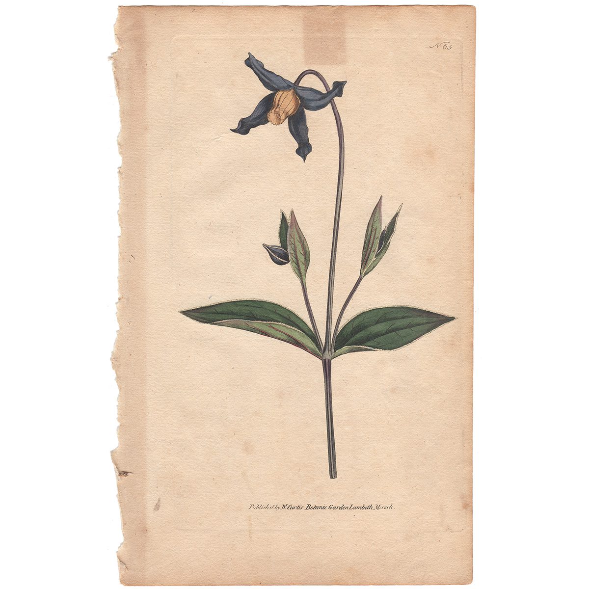 Curtis Plate 65 Entire-leaved Clematis, or Virgins-Bower