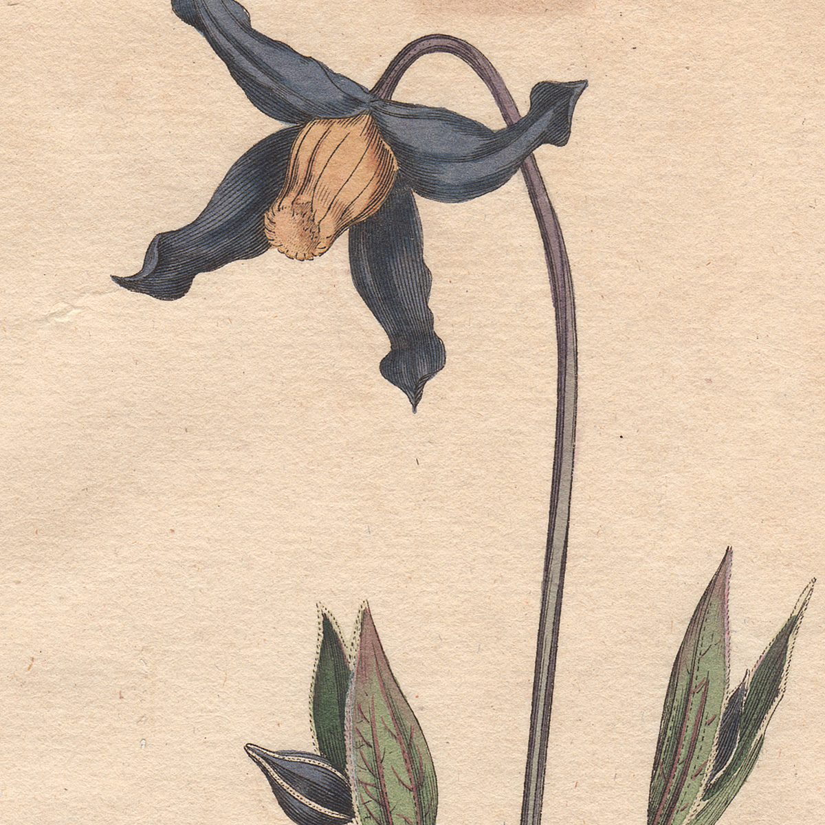 Curtis Botanical Magazine hand-colored engraving