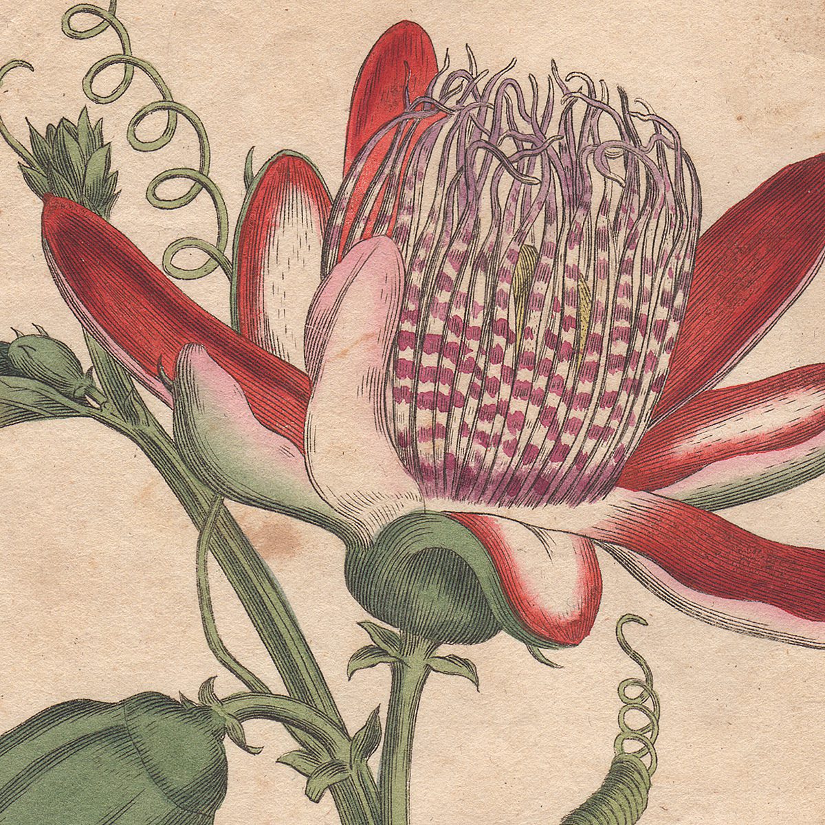 Curtis Botanical Magazine hand-colored engraving