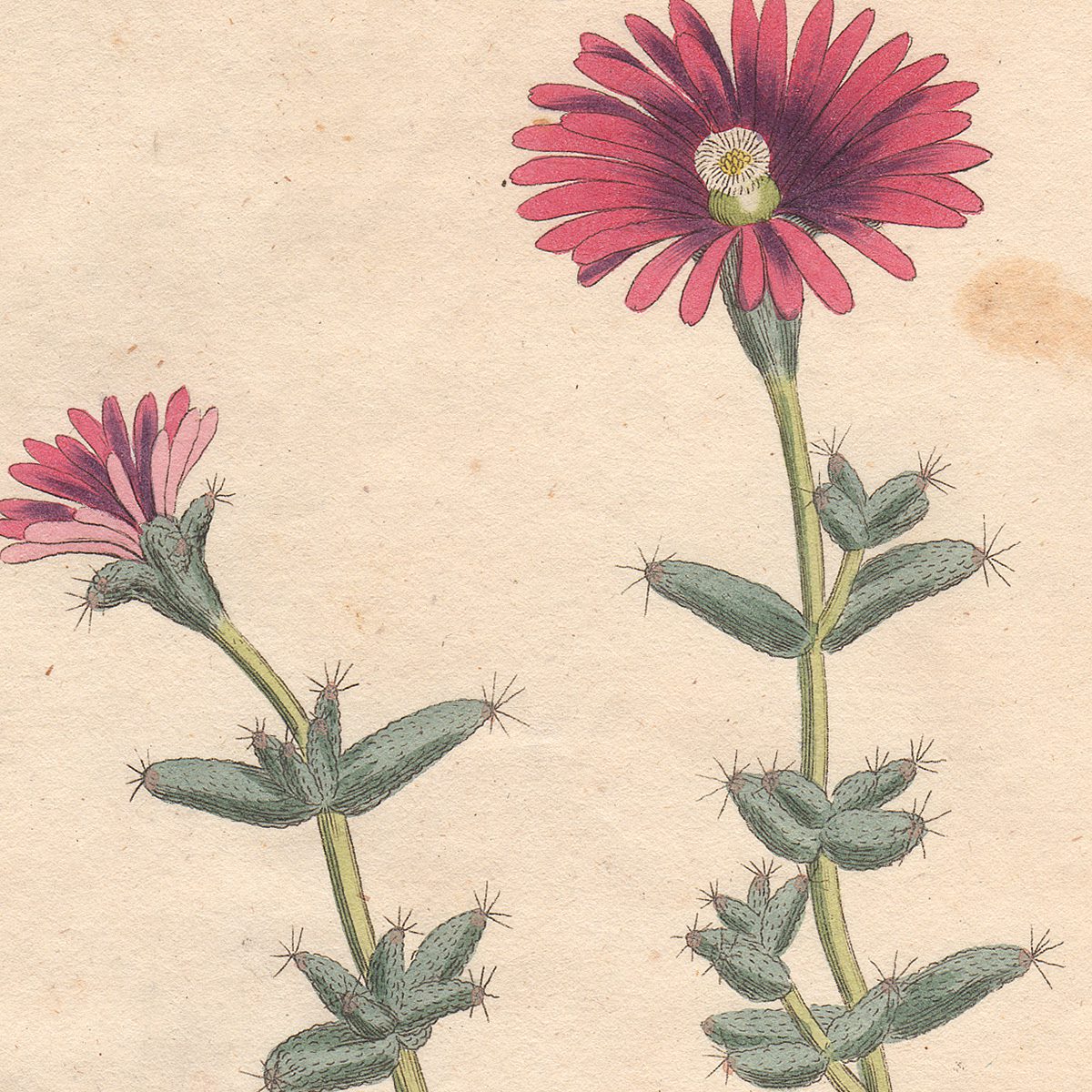Curtis Botanical Magazine hand-colored engraving