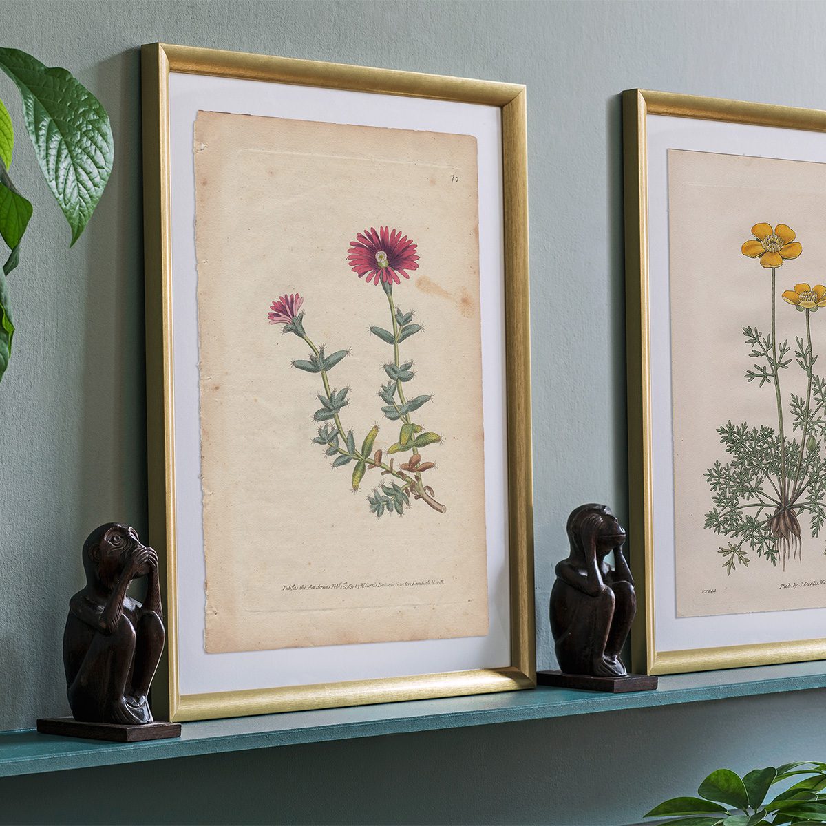Original antique hand-colored engraving botanical print from Curtis’s Botanical Magazine; or Flower-Garden Displayed.