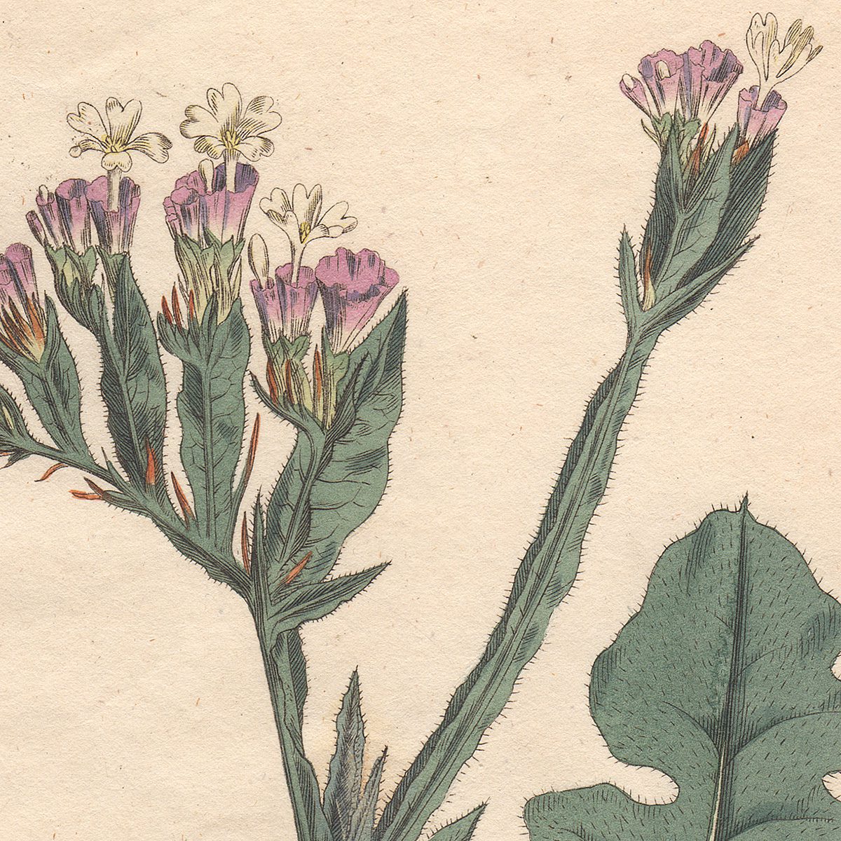 Curtis Botanical Magazine hand-colored engraving