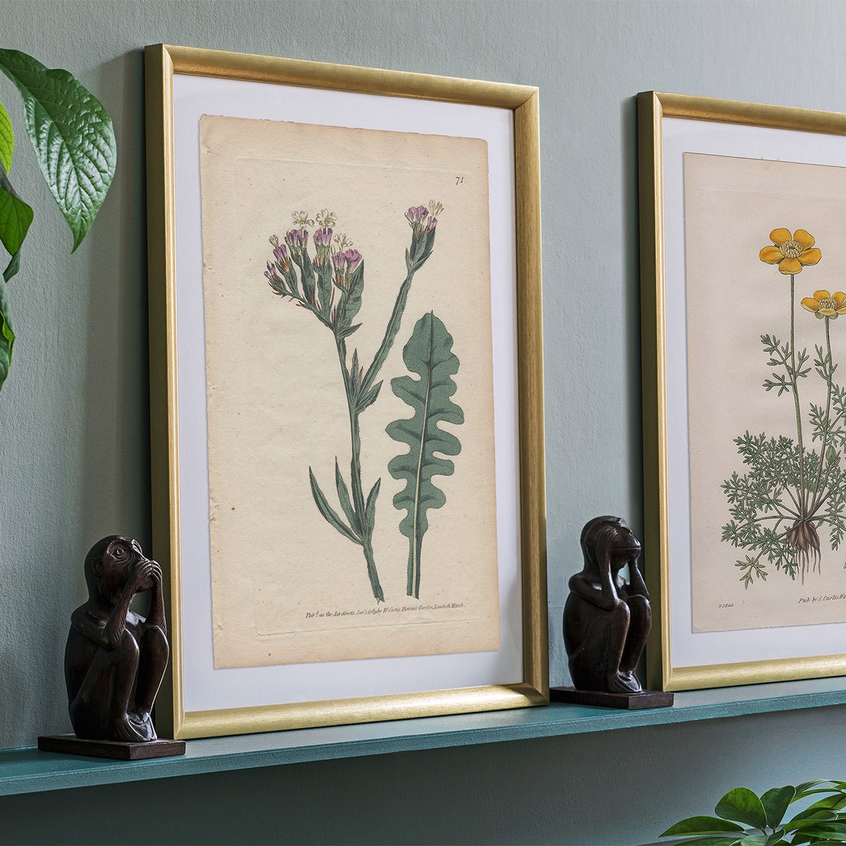 Original antique hand-colored engraving botanical print from Curtis’s Botanical Magazine; or Flower-Garden Displayed.