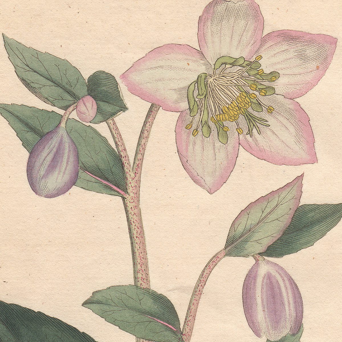 Curtis Botanical Magazine hand-colored engraving