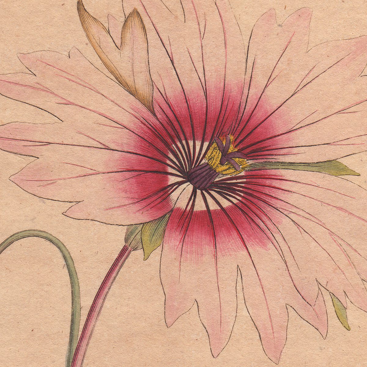 Original antique hand-colored engraving botanical print from Curtis’s Botanical Magazine; or Flower-Garden Displayed.