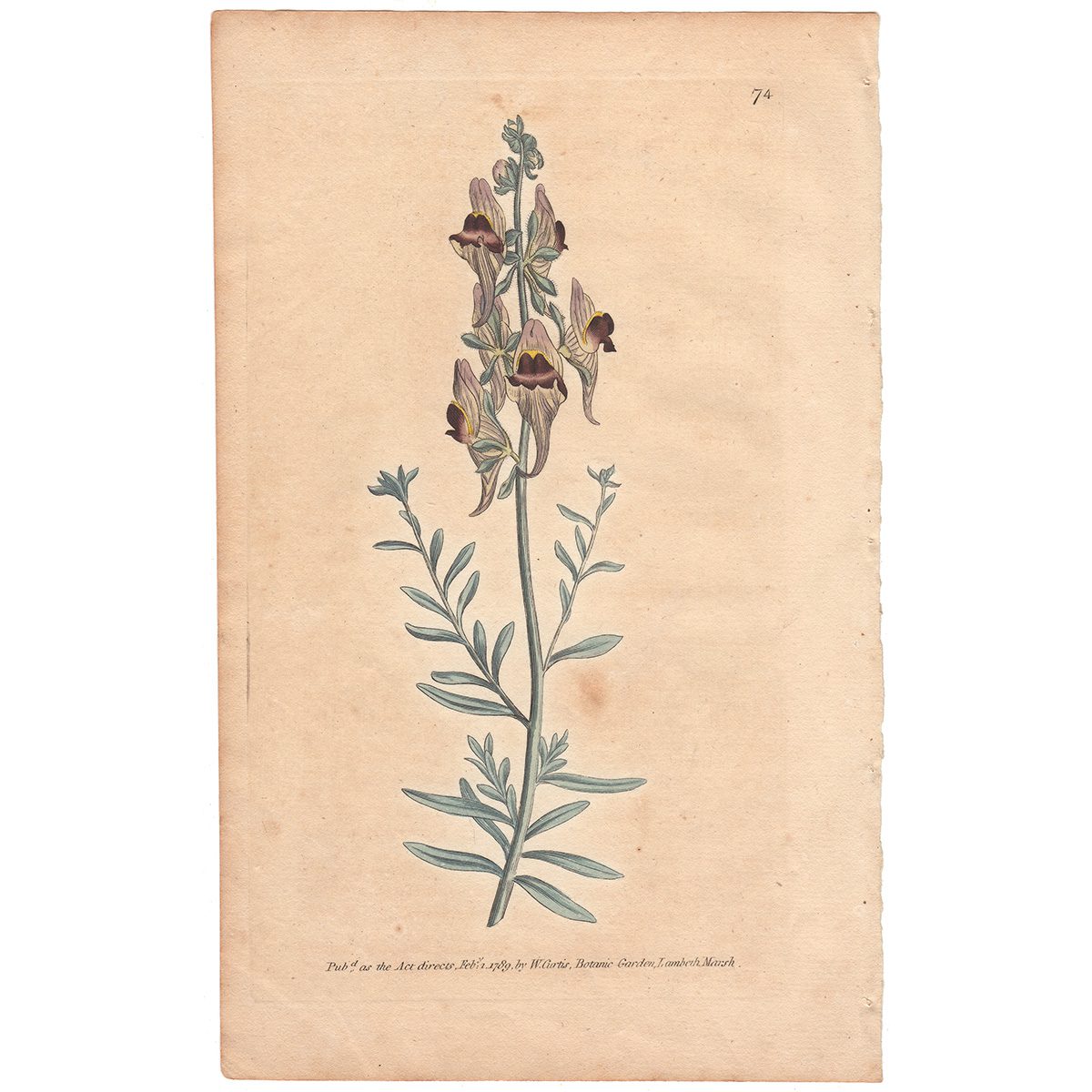 Curtis Plate 74 Melancholy or Black-flowered Toad-Flax