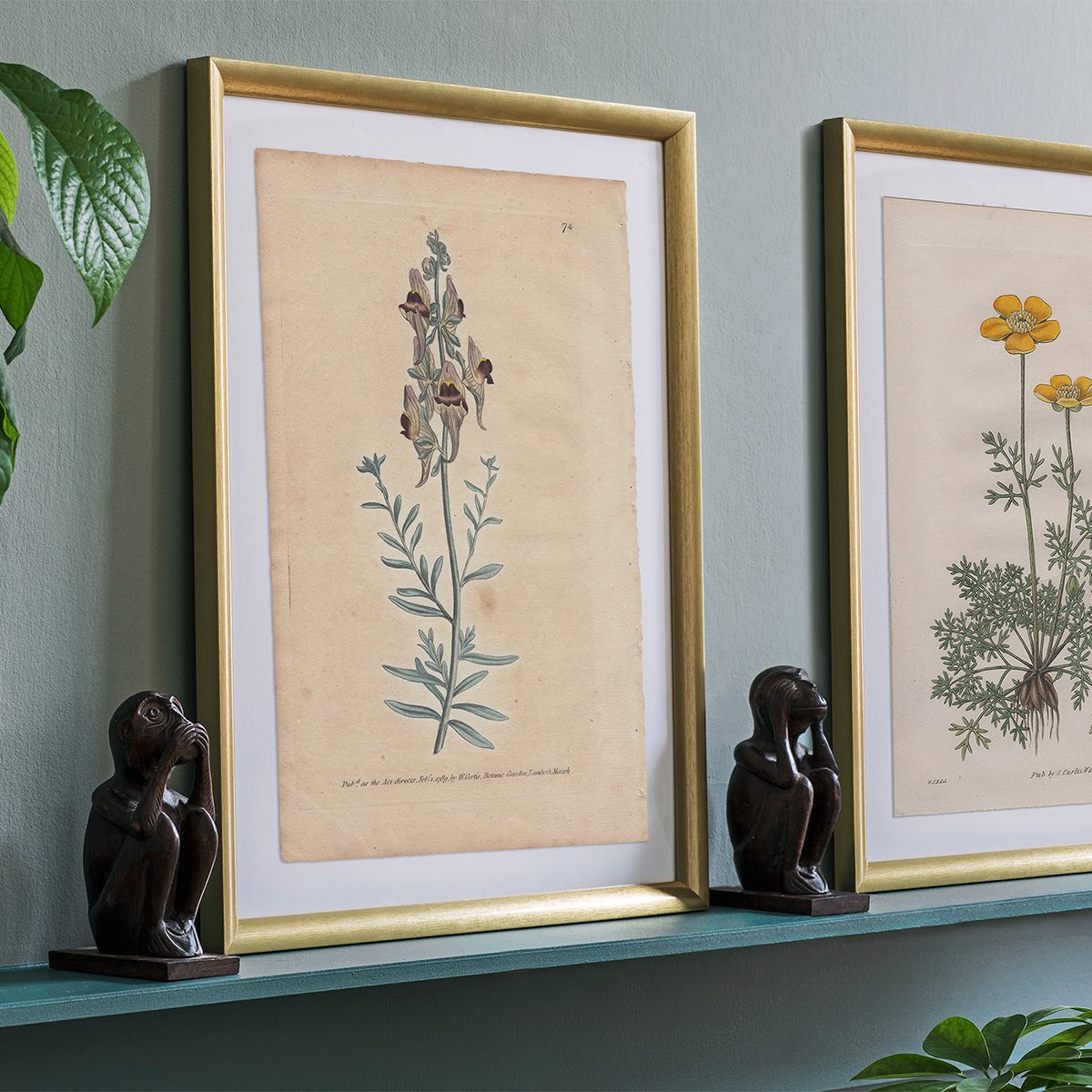 Original antique hand-colored engraving botanical print from Curtis’s Botanical Magazine; or Flower-Garden Displayed.