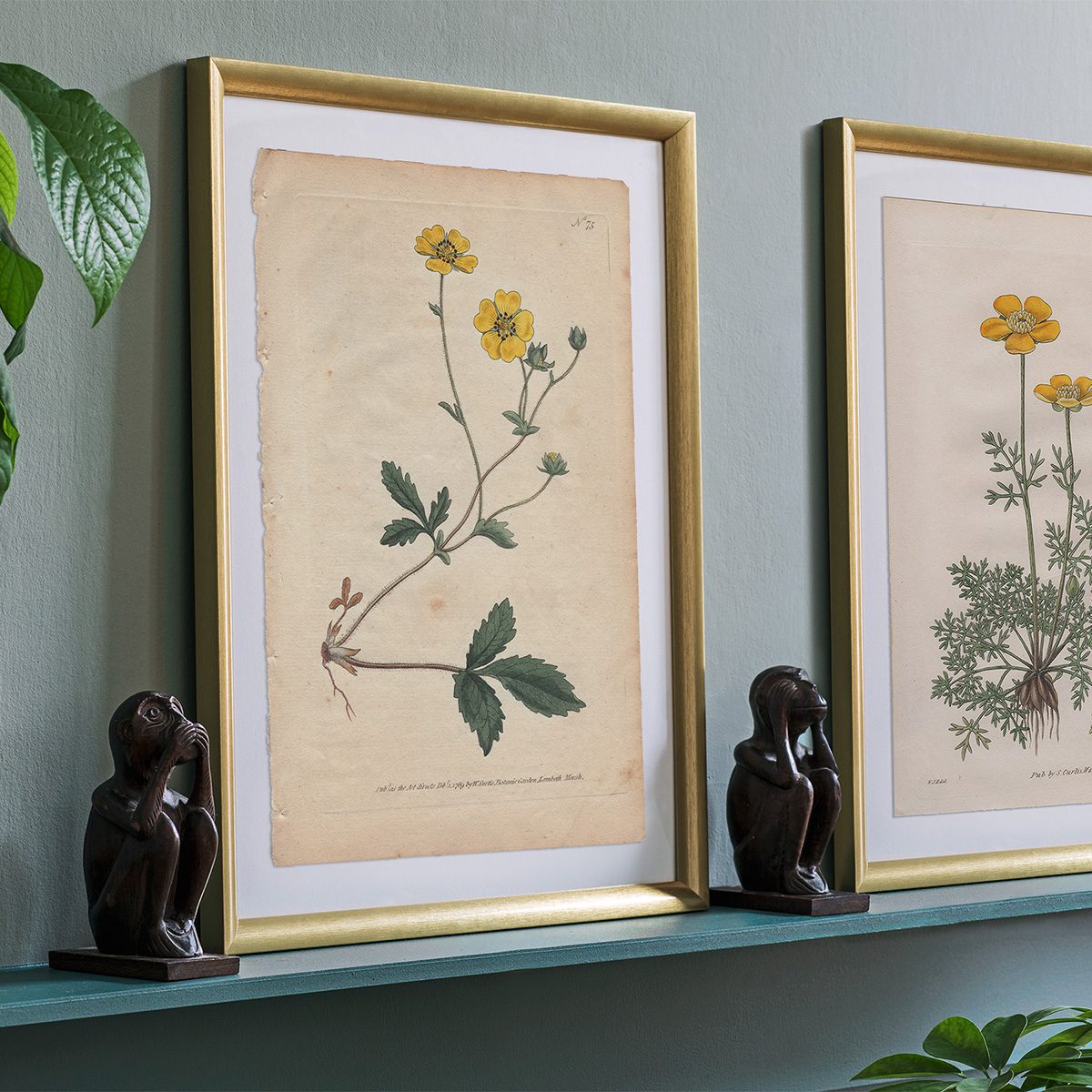 Original antique hand-colored engraving botanical print from Curtis’s Botanical Magazine; or Flower-Garden Displayed.