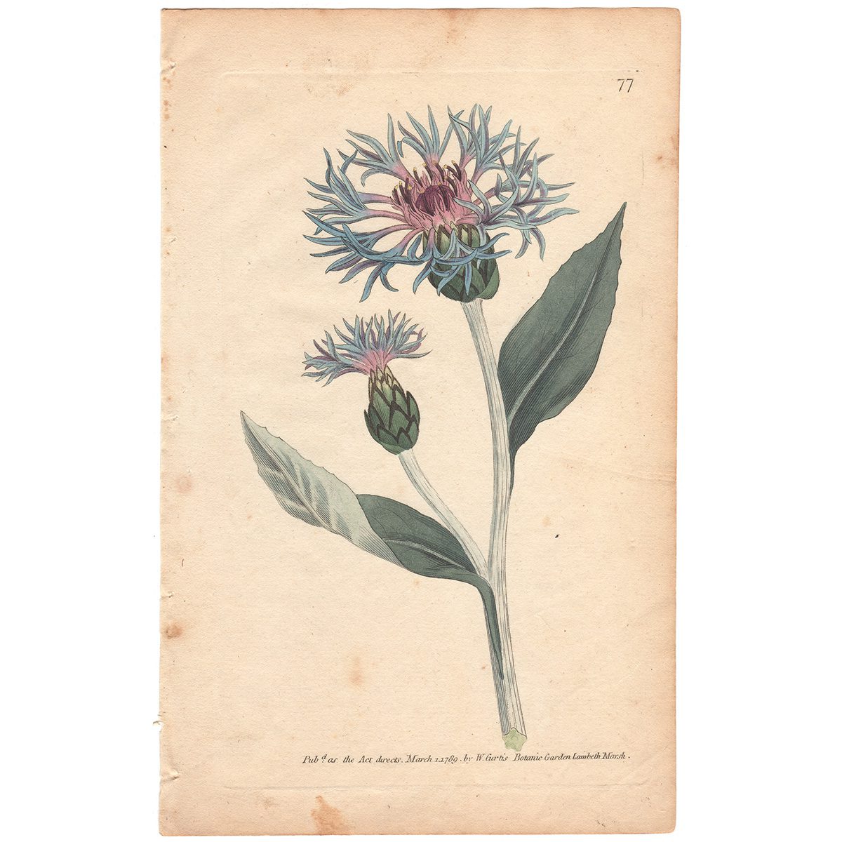 Curtis Plate 77 Greater Blue Bottle