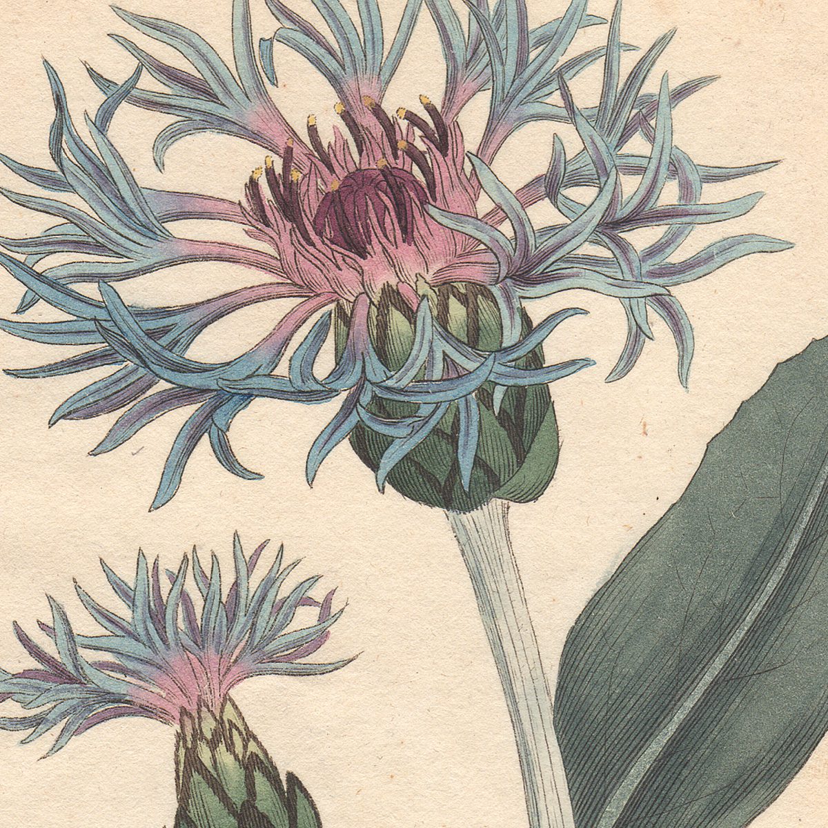 Original antique hand-colored engraving botanical print from Curtis’s Botanical Magazine; or Flower-Garden Displayed.