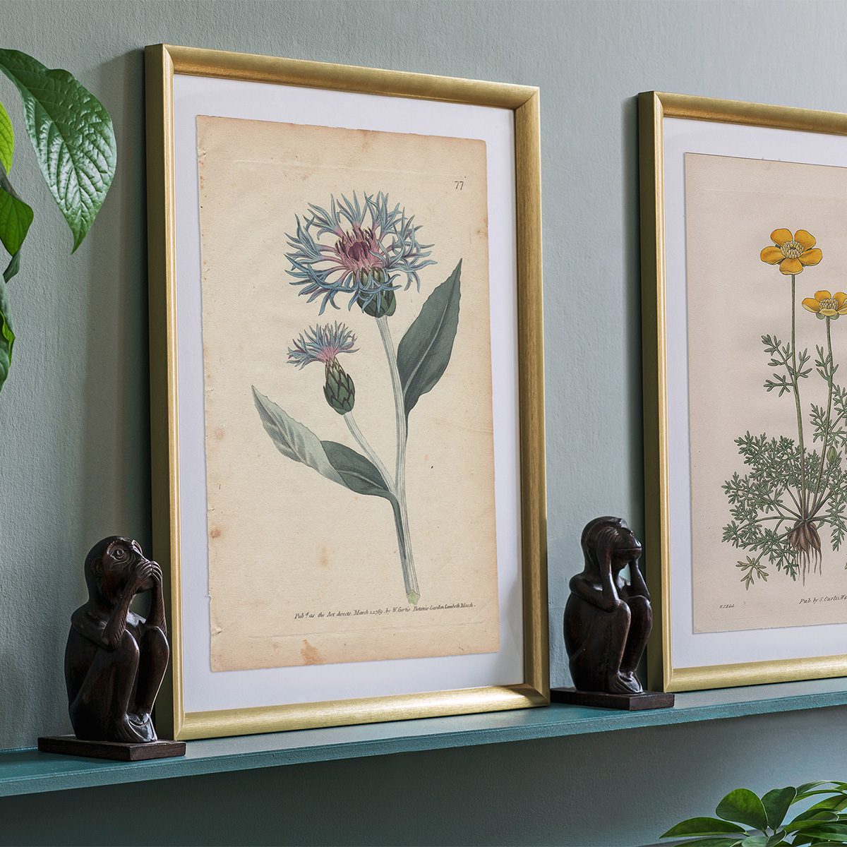 Original antique hand-colored engraving botanical print from Curtis’s Botanical Magazine; or Flower-Garden Displayed.