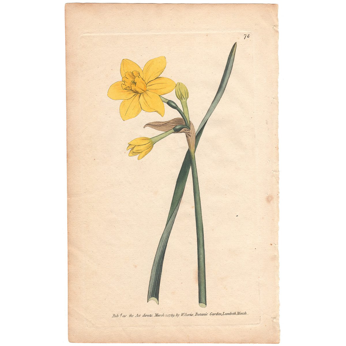 Curtis Plate 78 Sweet-scented, or Great Jonquil