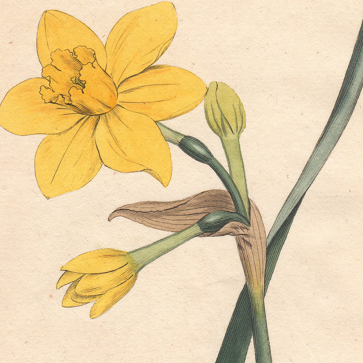 Original antique hand-colored engraving botanical print from Curtis’s Botanical Magazine; or Flower-Garden Displayed.