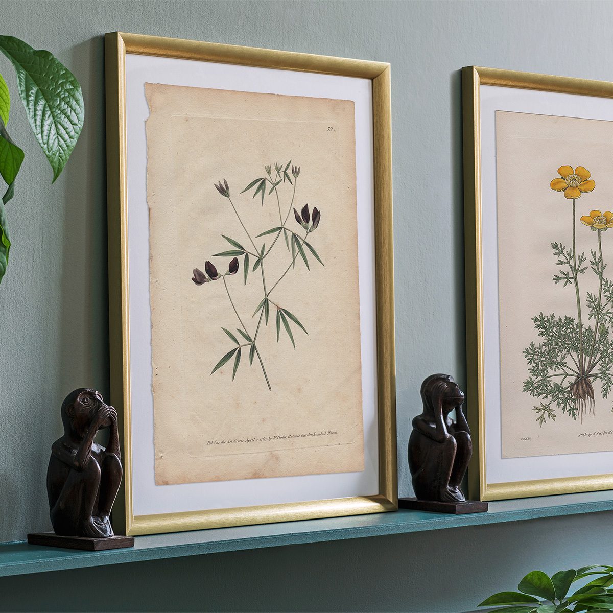 Original antique hand-colored engraving botanical print from Curtis’s Botanical Magazine; or Flower-Garden Displayed.