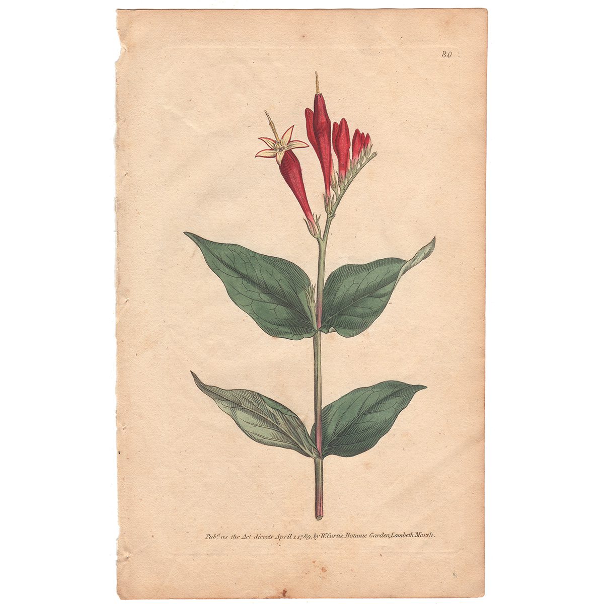 Curtis Plate 80 Maryland Spigelia, or Worm-Grass