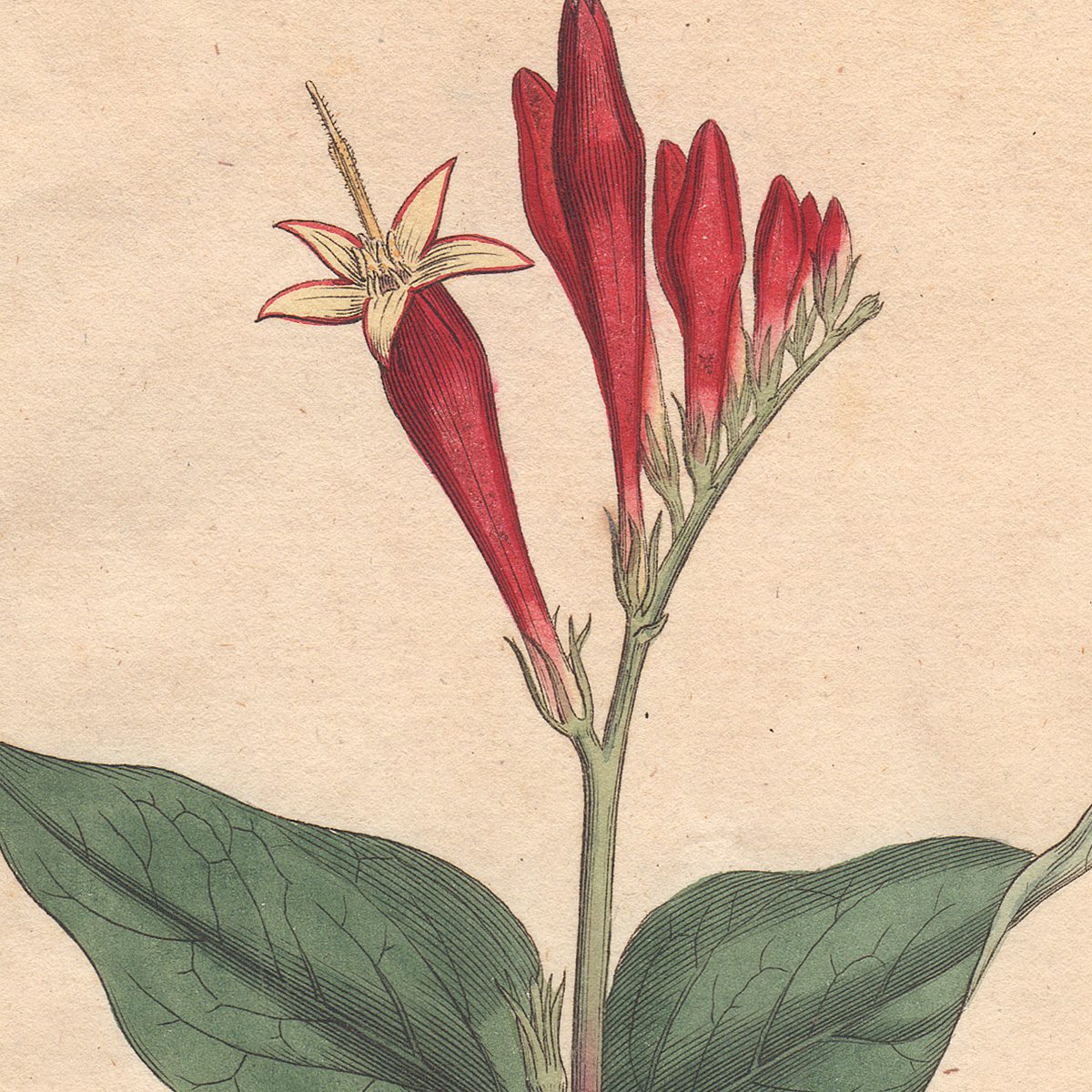 Original antique hand-colored engraving botanical print from Curtis’s Botanical Magazine; or Flower-Garden Displayed.