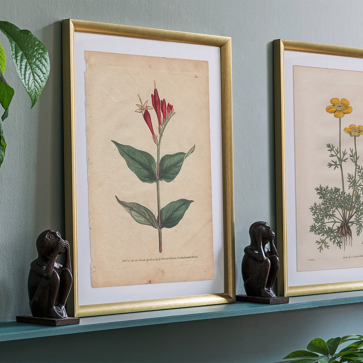 Original antique hand-colored engraving botanical print from Curtis’s Botanical Magazine; or Flower-Garden Displayed.