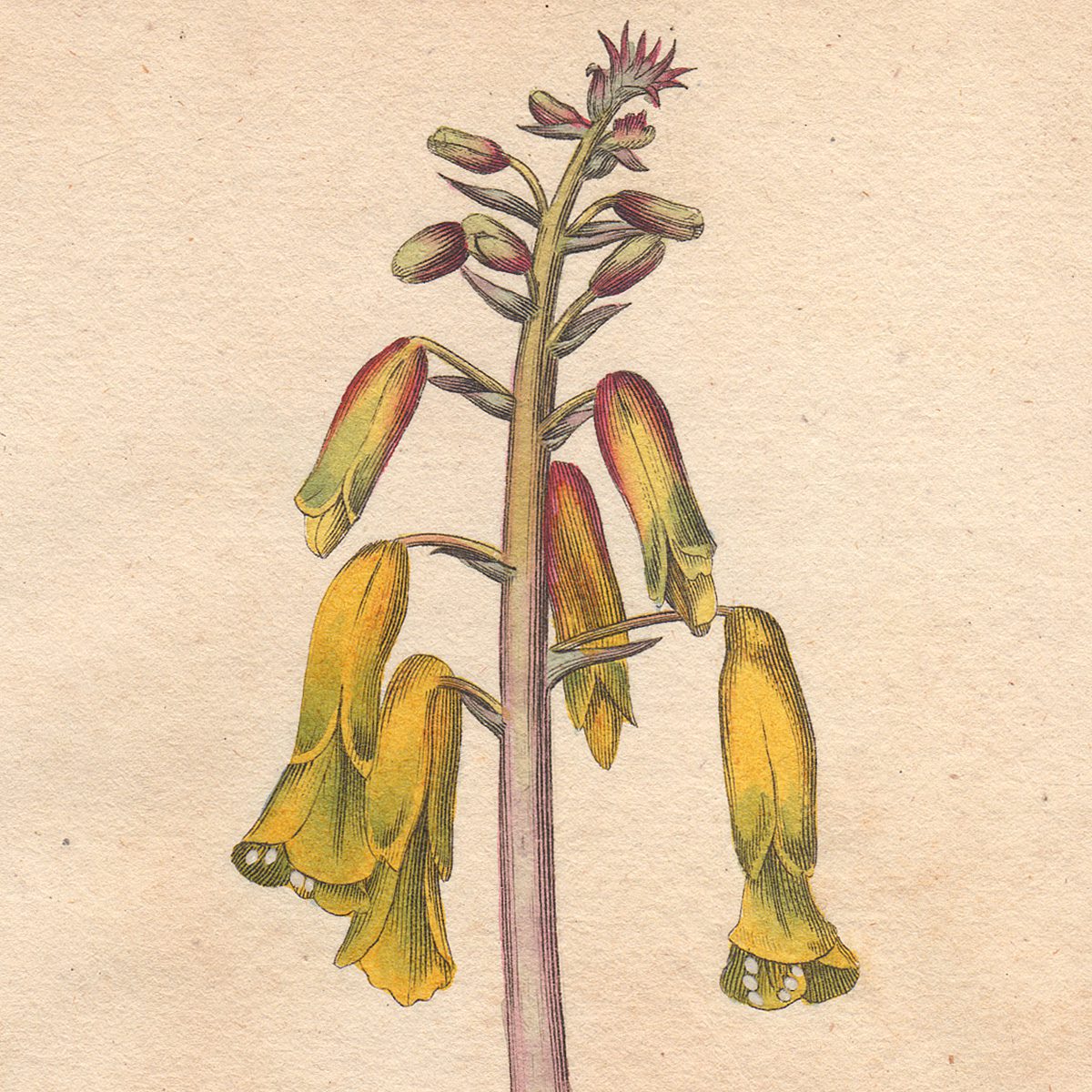 Original antique hand-colored engraving botanical print from Curtis’s Botanical Magazine; or Flower-Garden Displayed.