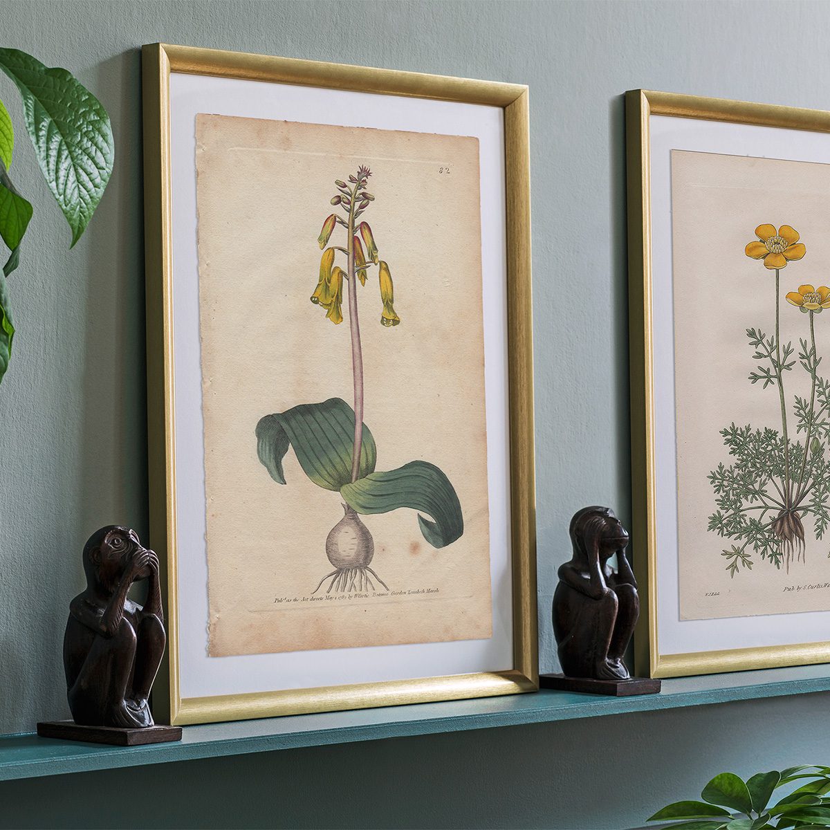 Original antique hand-colored engraving botanical print from Curtis’s Botanical Magazine; or Flower-Garden Displayed.