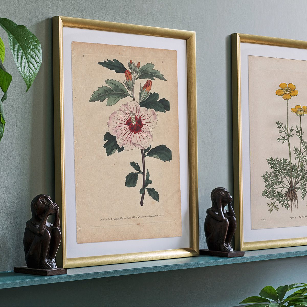 Original antique hand-colored engraving botanical print from Curtis’s Botanical Magazine; or Flower-Garden Displayed.