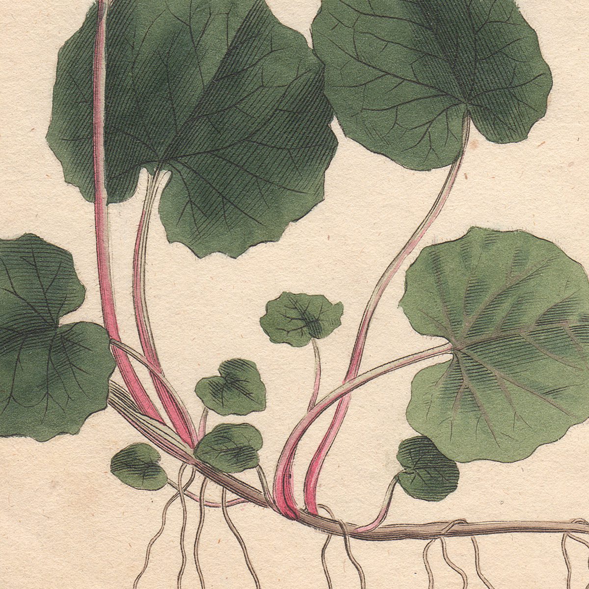 Original antique hand-colored engraving botanical print from Curtis’s Botanical Magazine; or Flower-Garden Displayed.