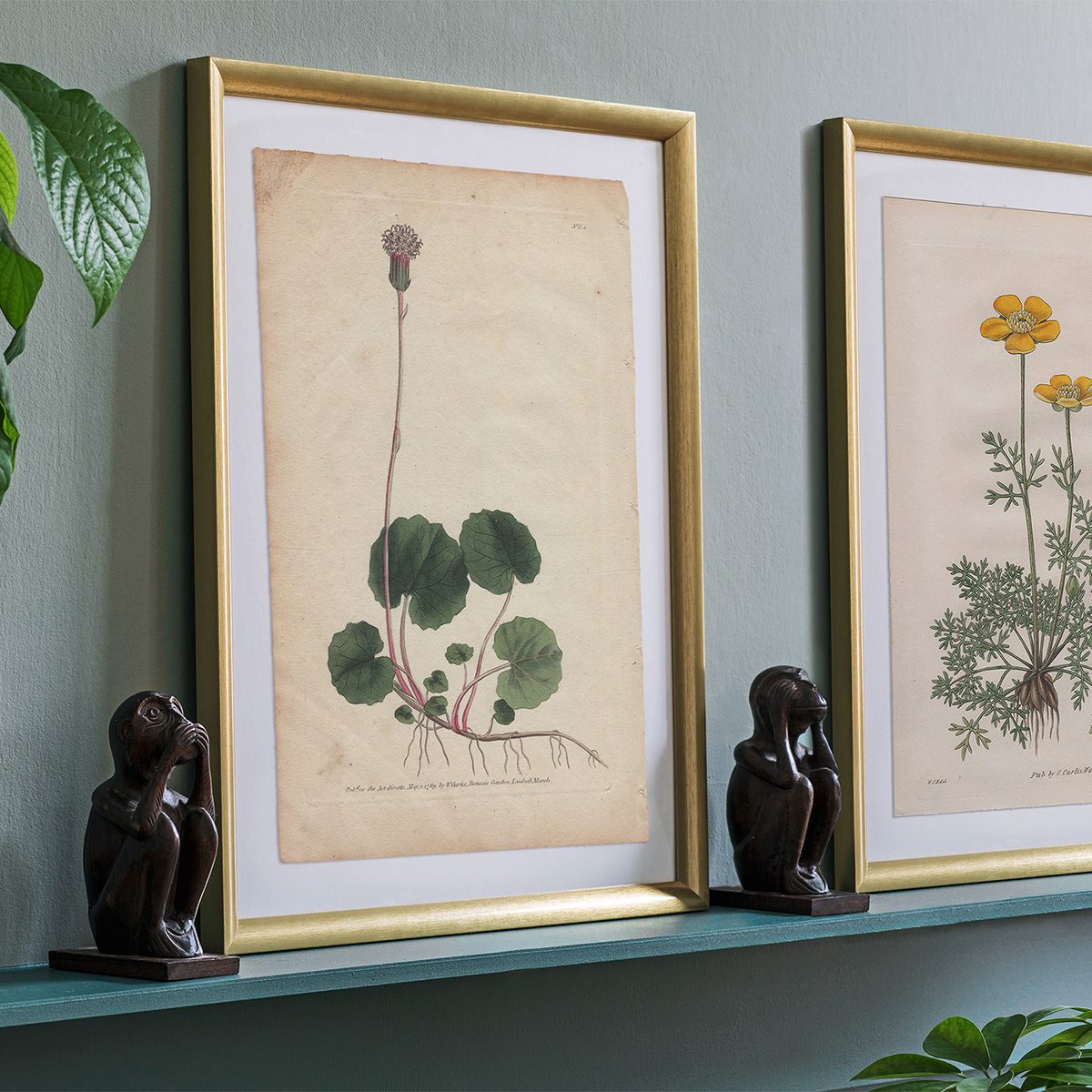 Original antique hand-colored engraving botanical print from Curtis’s Botanical Magazine; or Flower-Garden Displayed.