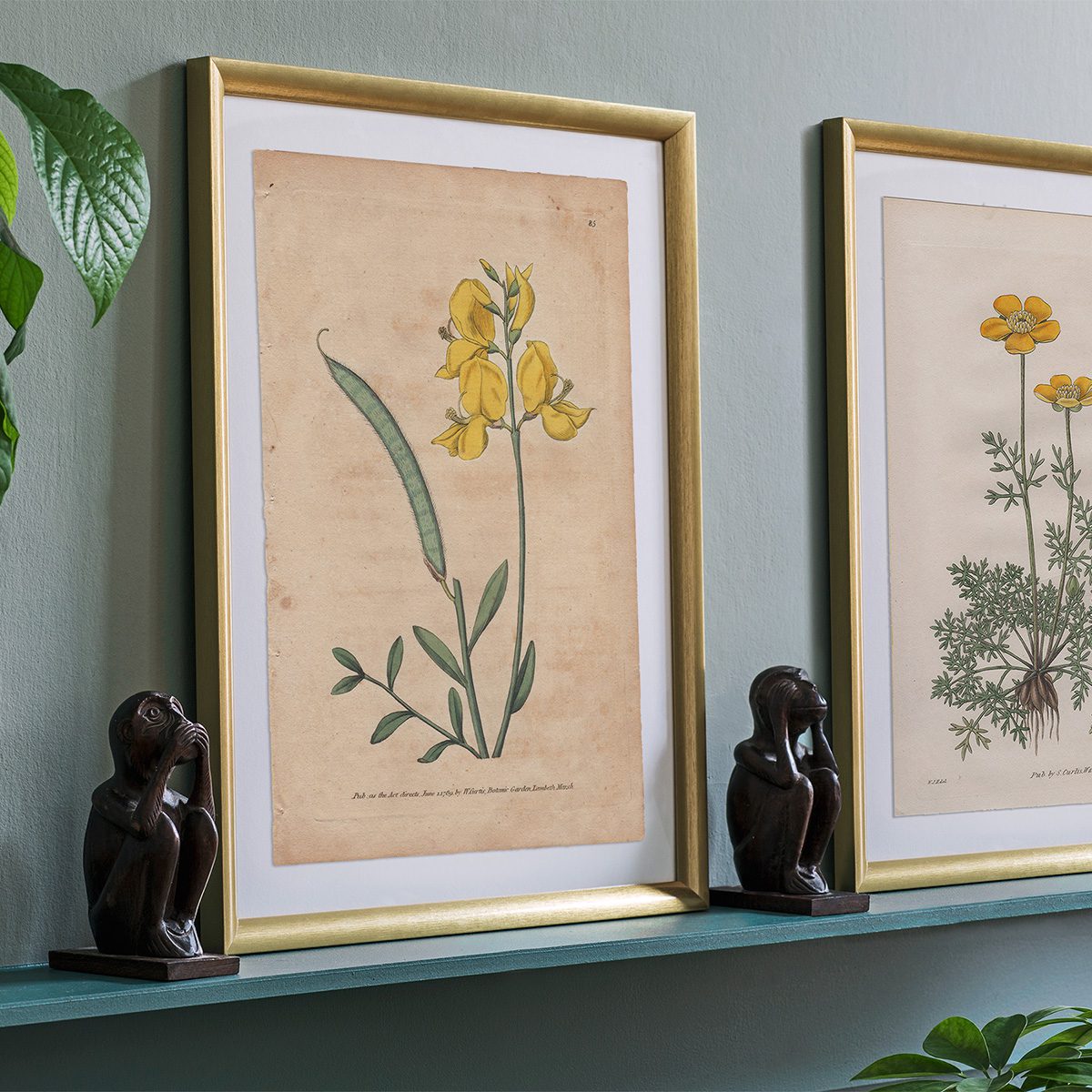 Original antique hand-colored engraving botanical print from Curtis’s Botanical Magazine; or Flower-Garden Displayed.