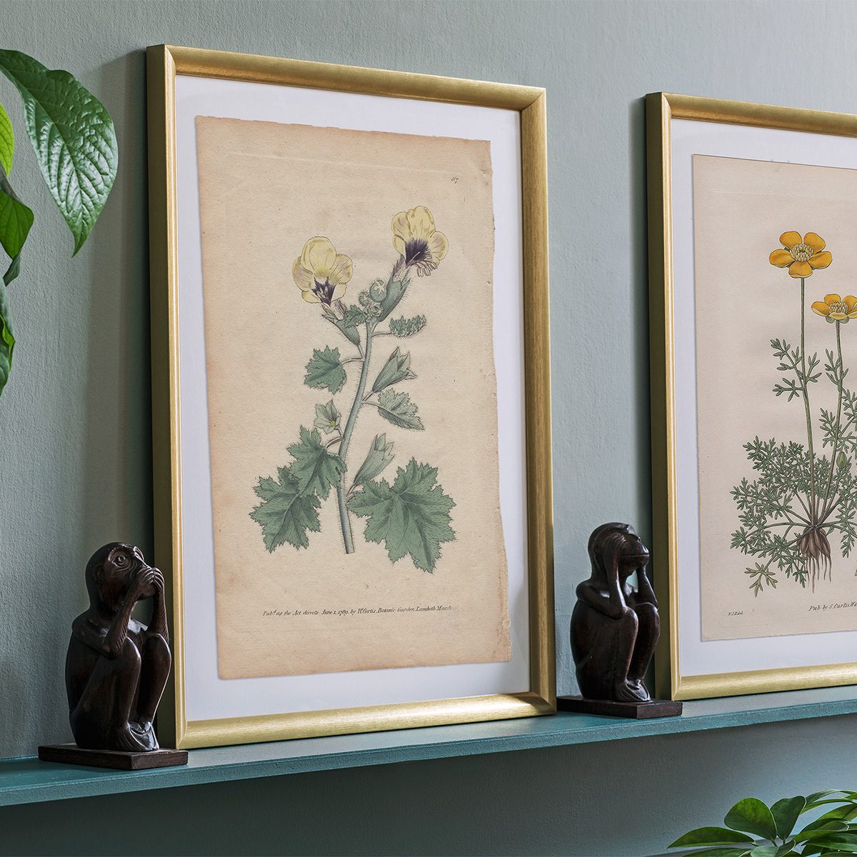 Original antique hand-colored engraving botanical print from Curtis’s Botanical Magazine; or Flower-Garden Displayed.