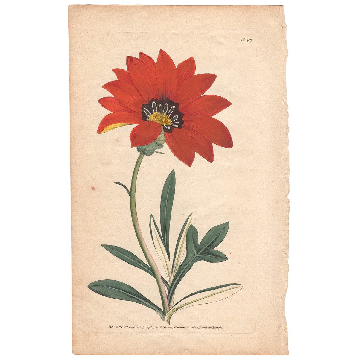 Curtis Plate 90 Rigid-Leaved Gorteria