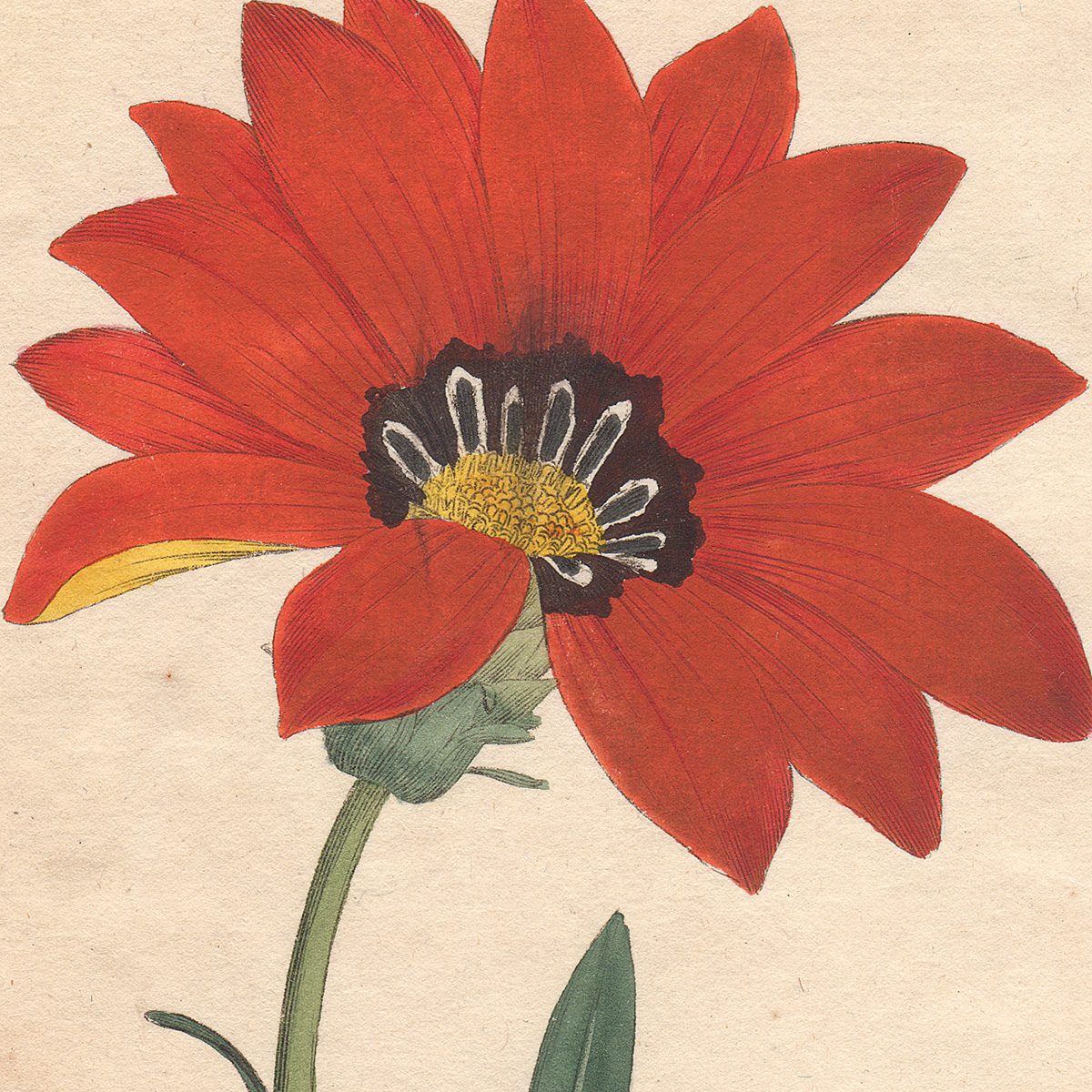 Original antique hand-colored engraving botanical print from Curtis’s Botanical Magazine; or Flower-Garden Displayed.