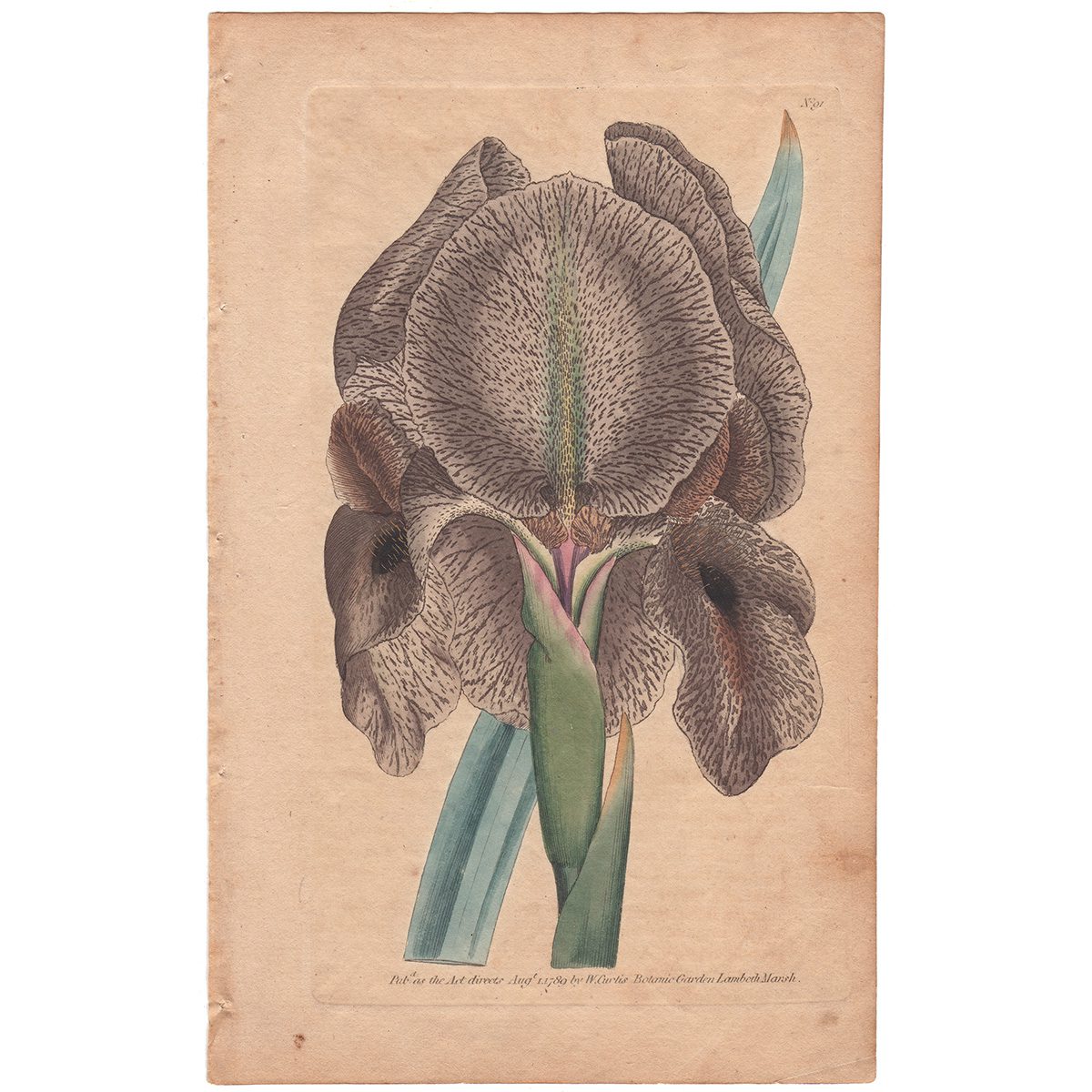 Curtis Plate 91 Chalcedonian Iris