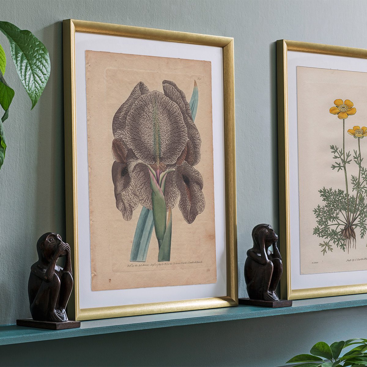 Original antique hand-colored engraving botanical print from Curtis’s Botanical Magazine; or Flower-Garden Displayed.