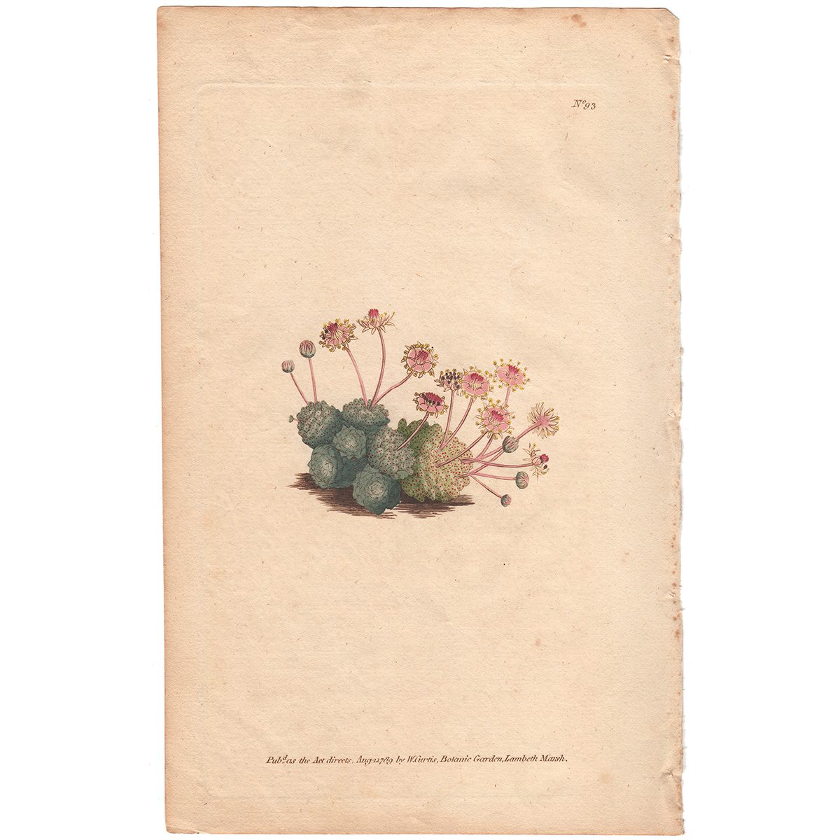 Curtis Plate 93 Dwarf Houseleek