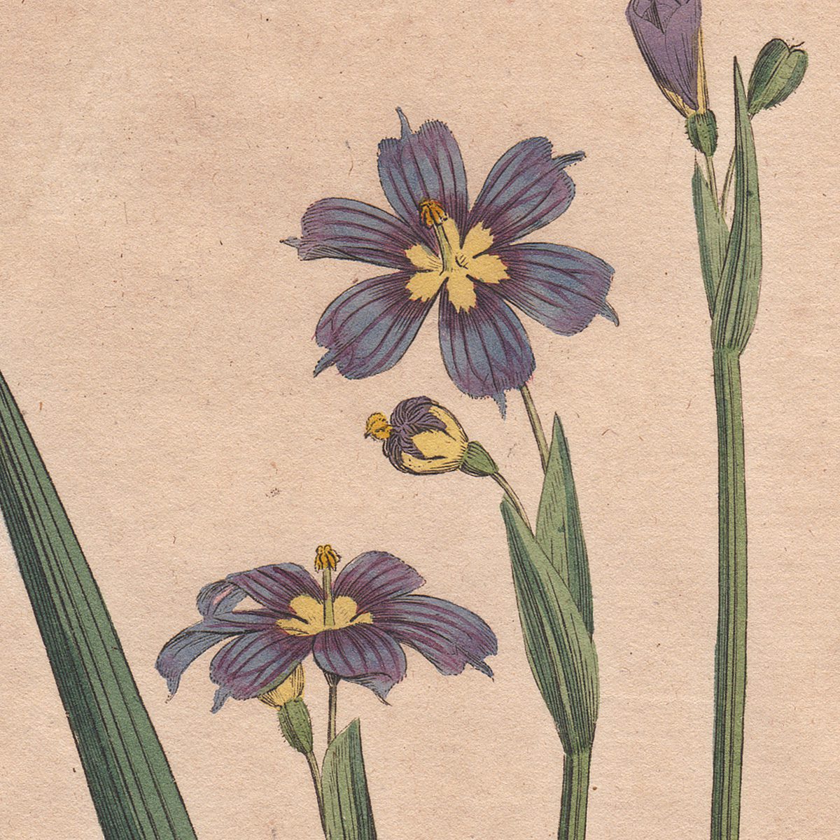 Original antique hand-colored engraving botanical print from Curtis’s Botanical Magazine; or Flower-Garden Displayed.