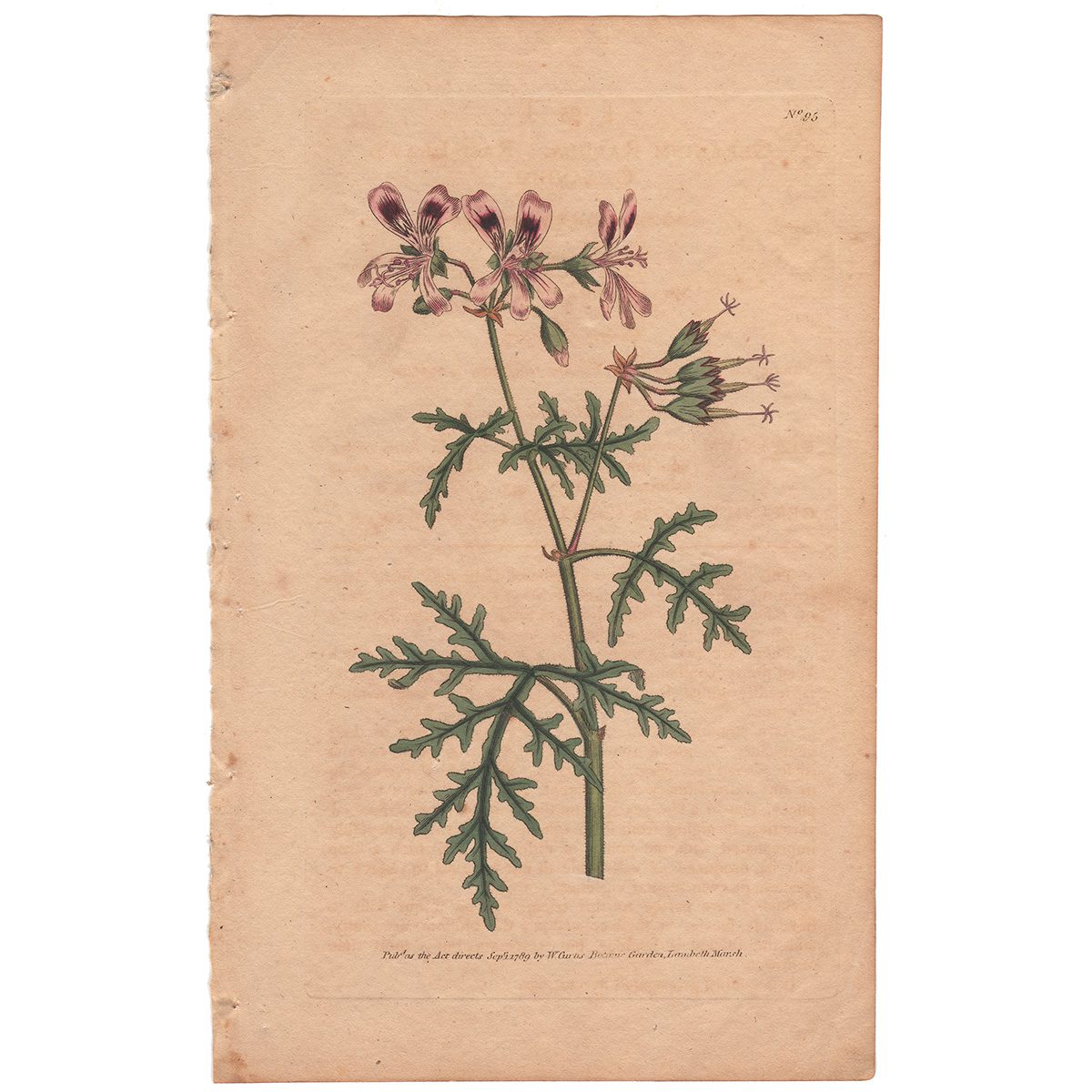 Curtis Plate 95 Rasp-Leaved Geranium