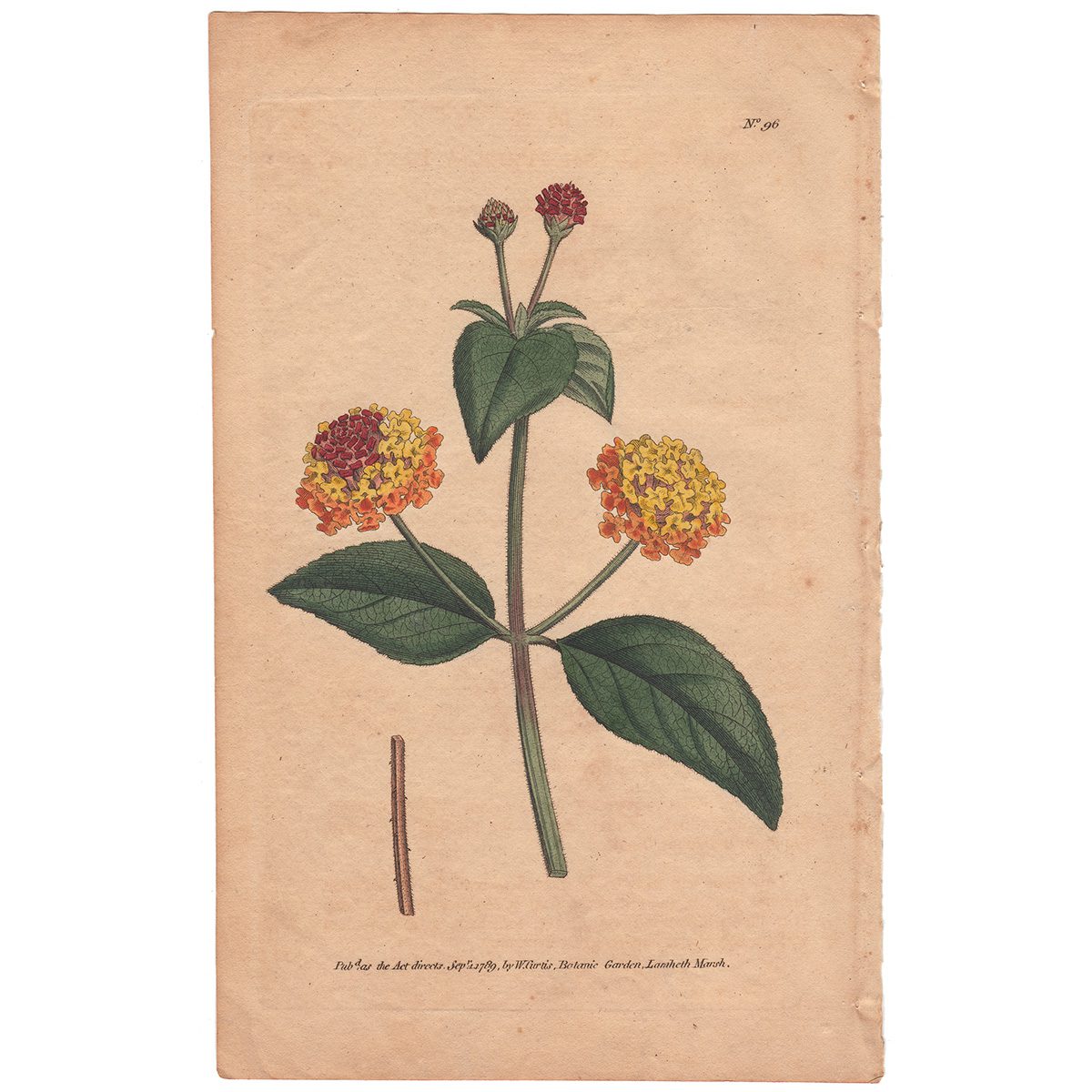 Curtis Plate 96 Pickly Lantana