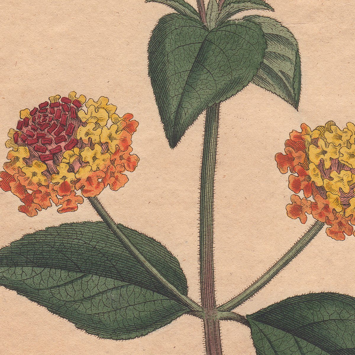 Original antique hand-colored engraving botanical print from Curtis’s Botanical Magazine; or Flower-Garden Displayed.