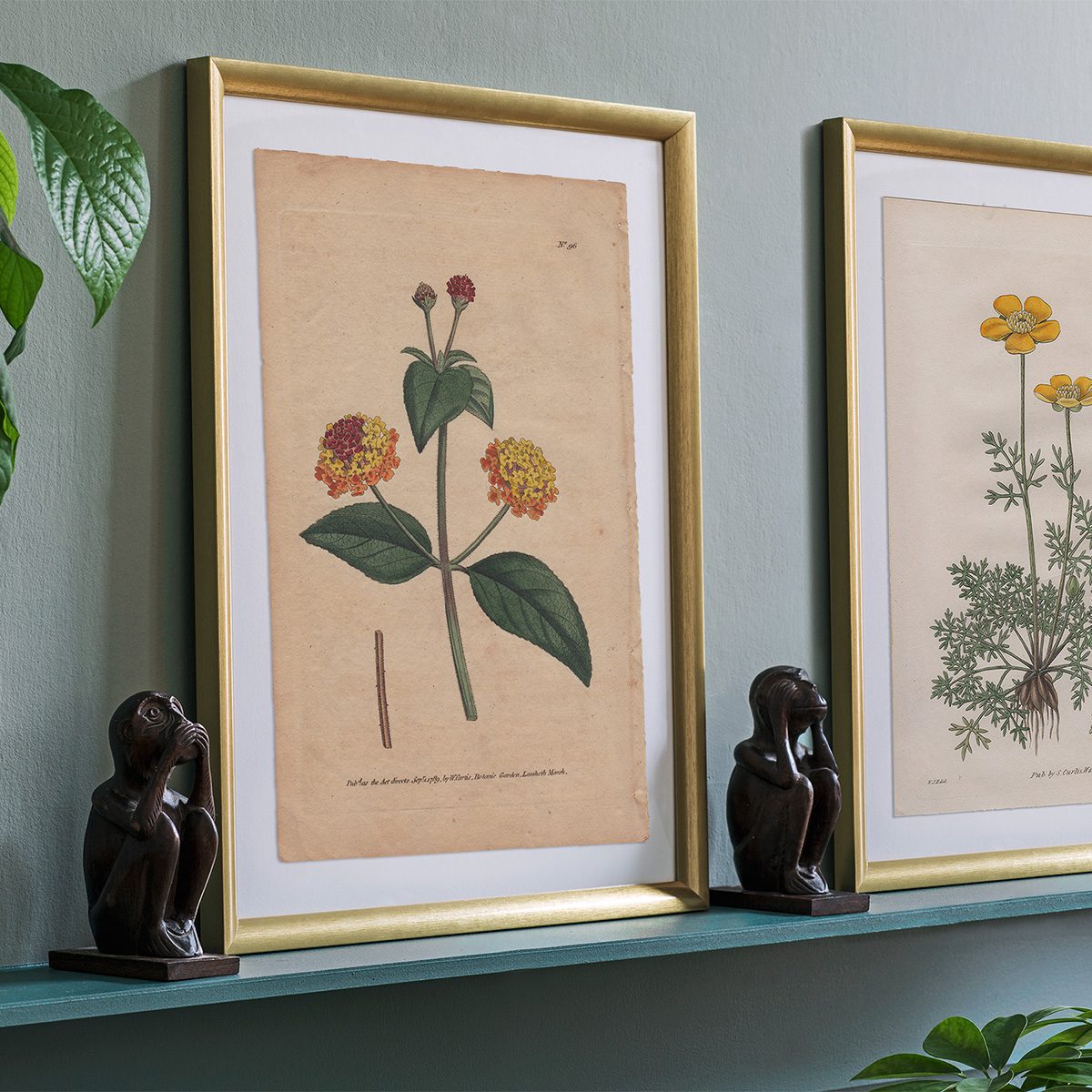 Original antique hand-colored engraving botanical print from Curtis’s Botanical Magazine; or Flower-Garden Displayed.