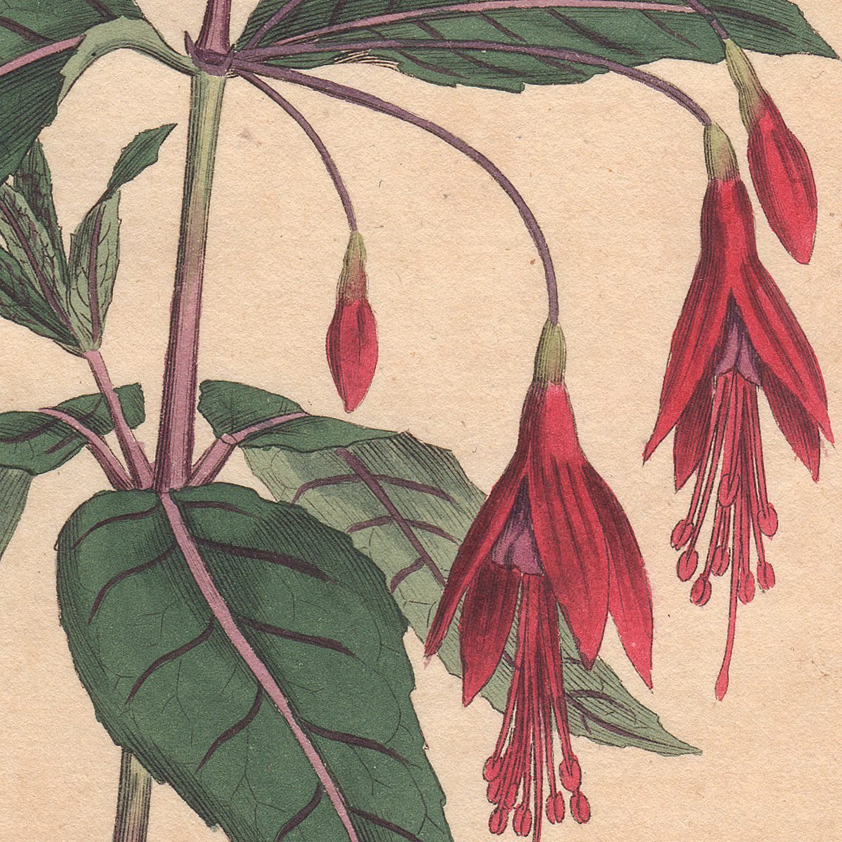 Original antique hand-colored engraving botanical print from Curtis’s Botanical Magazine; or Flower-Garden Displayed.