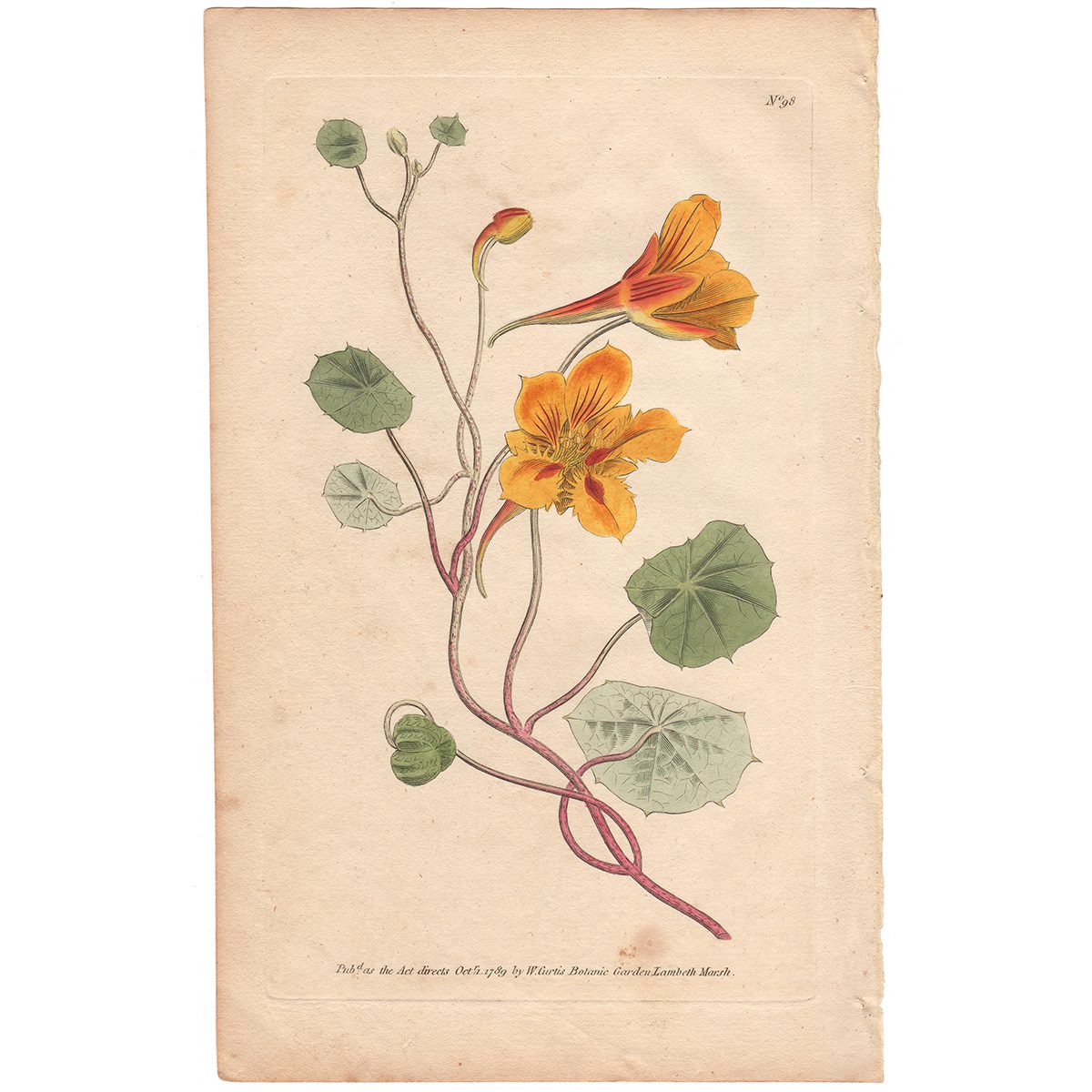Curtis Plate 98 Small Tropaeolum or Indian-Cress