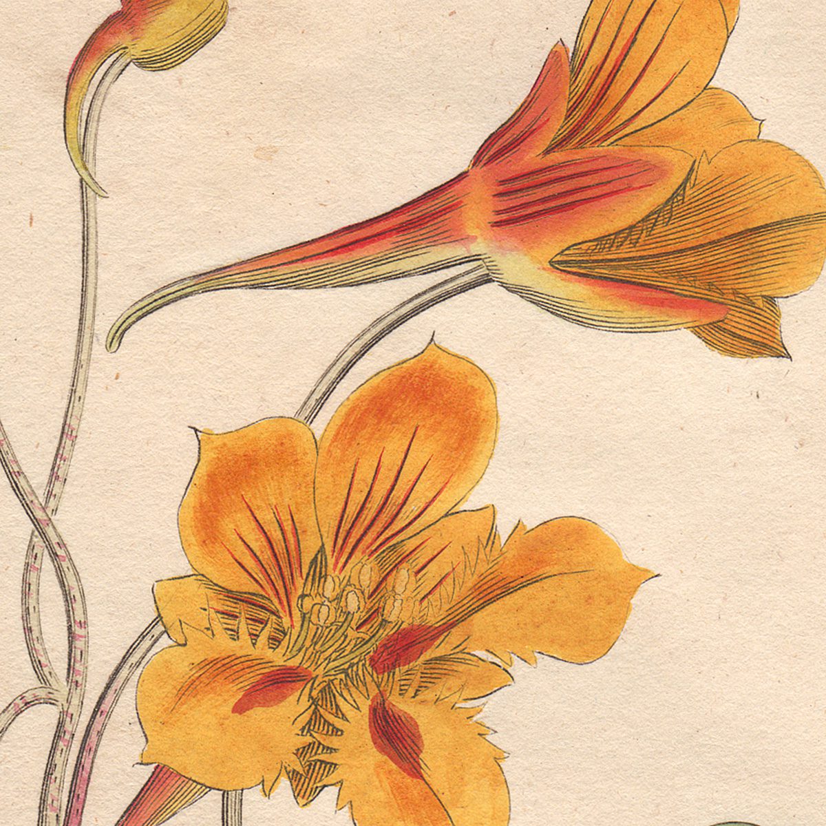 Original antique hand-colored engraving botanical print from Curtis’s Botanical Magazine; or Flower-Garden Displayed.