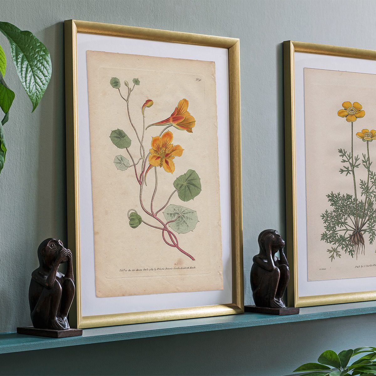 Original antique hand-colored engraving botanical print from Curtis’s Botanical Magazine; or Flower-Garden Displayed.