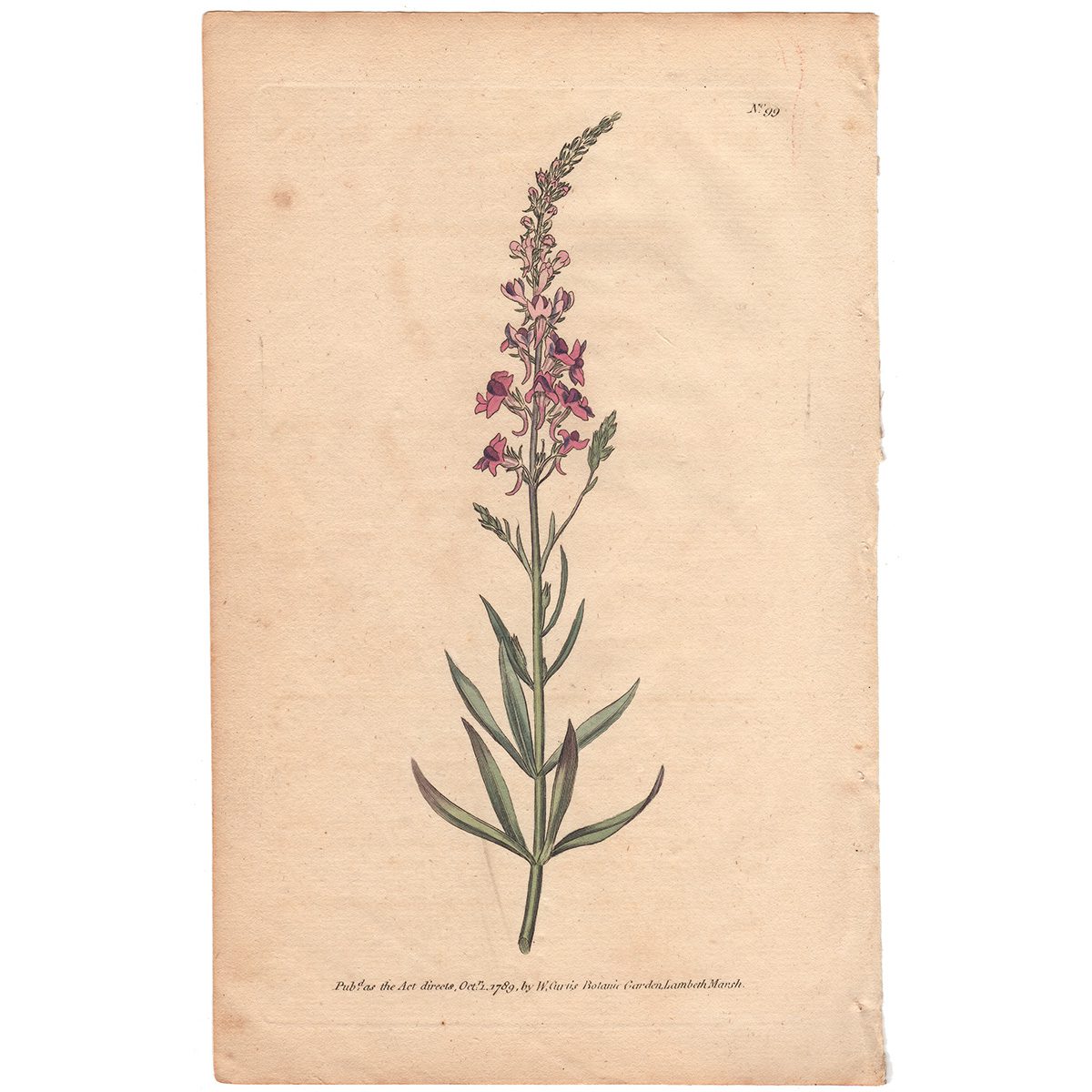 Curtis Plate 99 Purple Toad-Flax