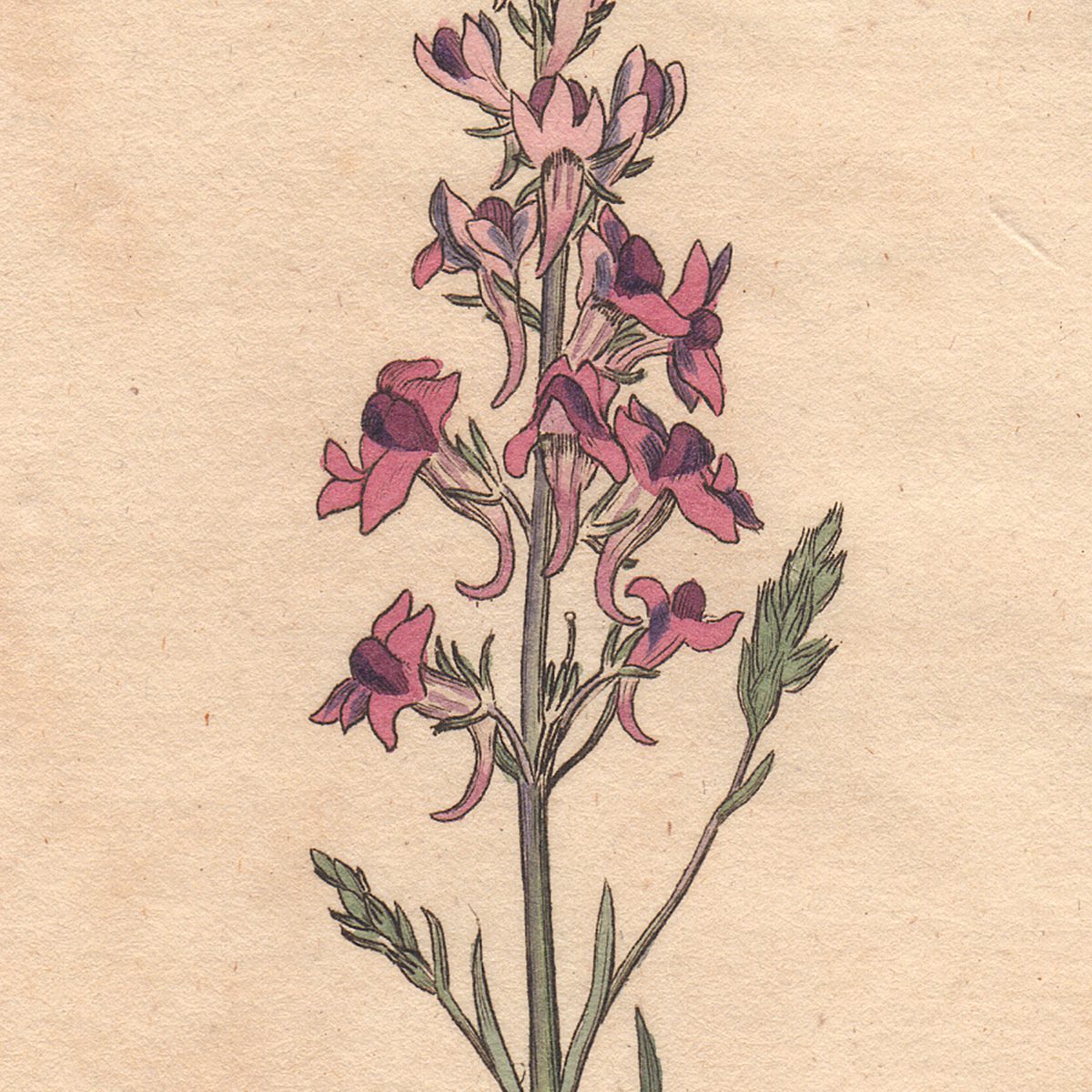 Original antique hand-colored engraving botanical print from Curtis’s Botanical Magazine; or Flower-Garden Displayed.