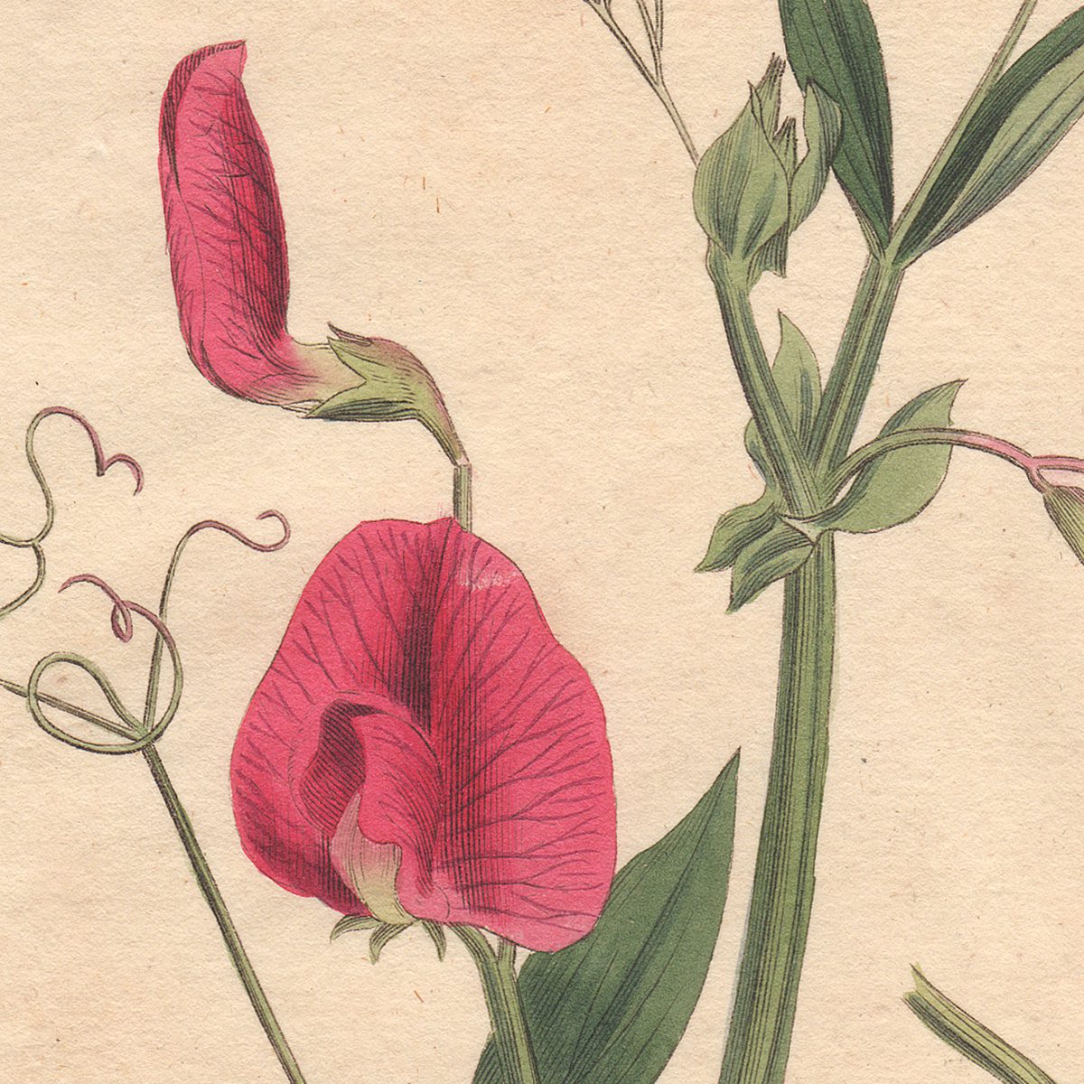 Original antique hand-colored engraving botanical print from Curtis’s Botanical Magazine; or Flower-Garden Displayed.