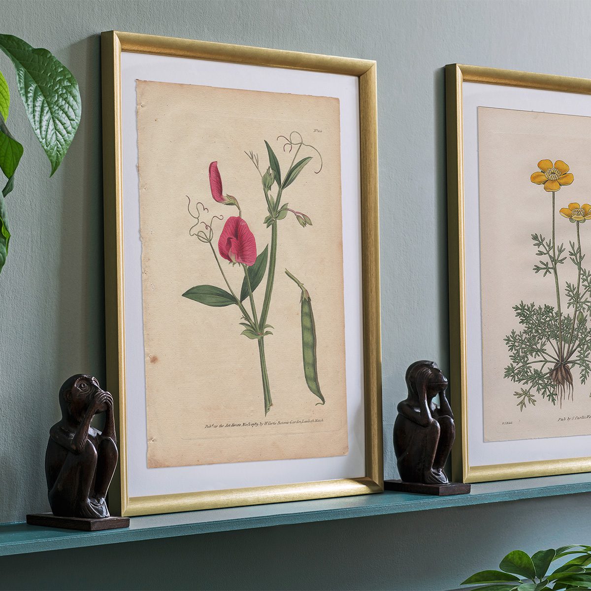 Original antique hand-colored engraving botanical print from Curtis’s Botanical Magazine; or Flower-Garden Displayed.