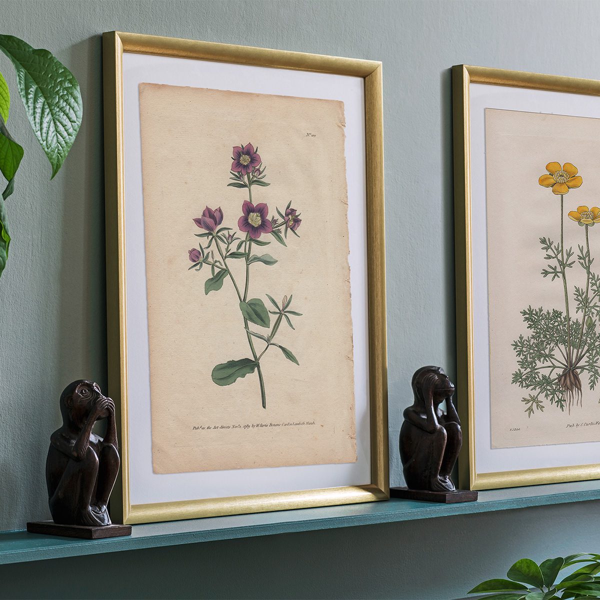 Original antique hand-colored engraving botanical print from Curtis’s Botanical Magazine; or Flower-Garden Displayed.