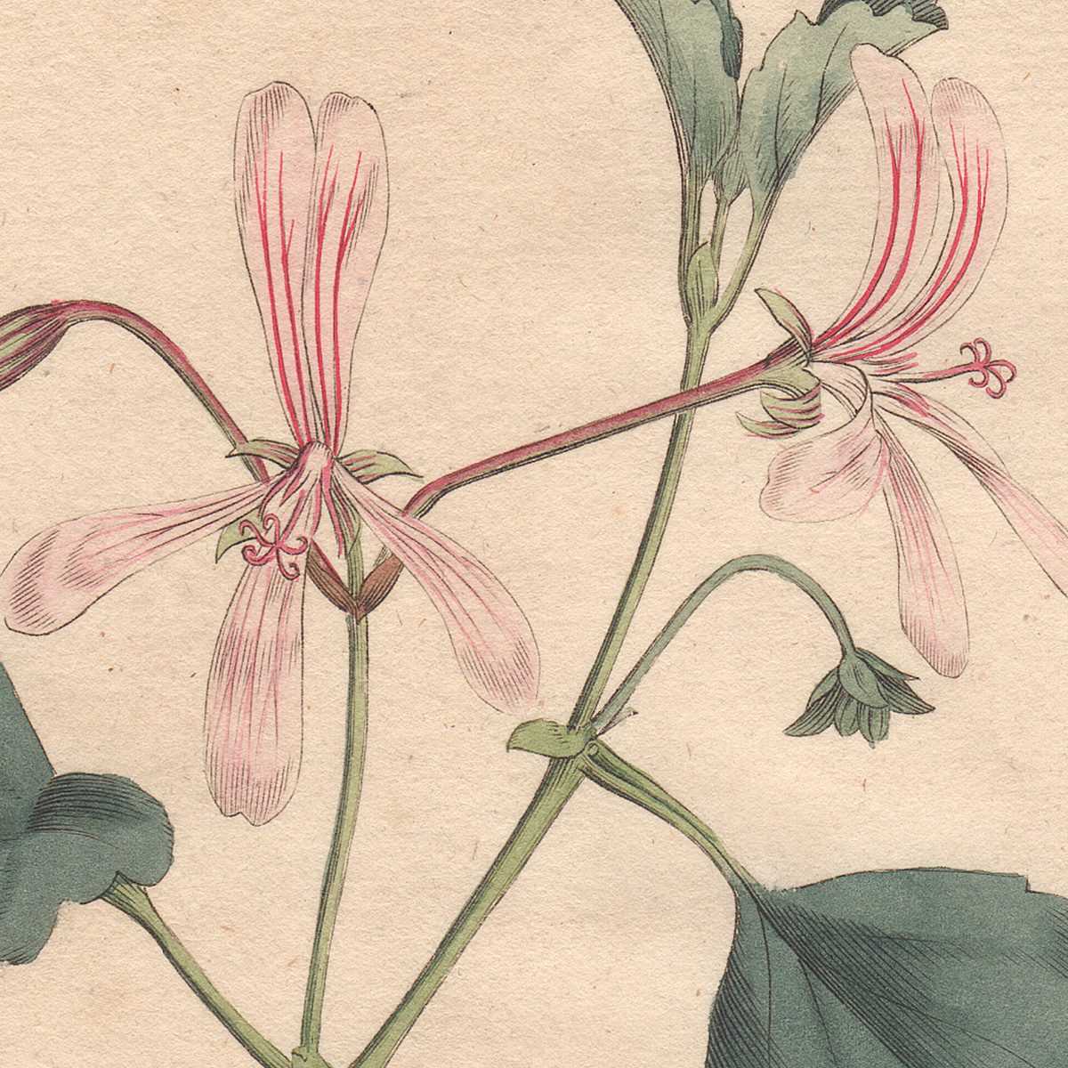 Original antique hand-colored engraving botanical print from Curtis’s Botanical Magazine; or Flower-Garden Displayed.