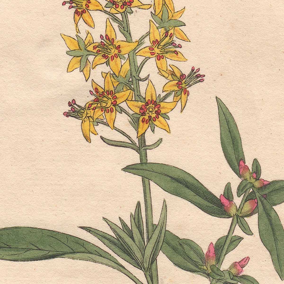 Original antique hand-colored engraving botanical print from Curtis’s Botanical Magazine; or Flower-Garden Displayed.